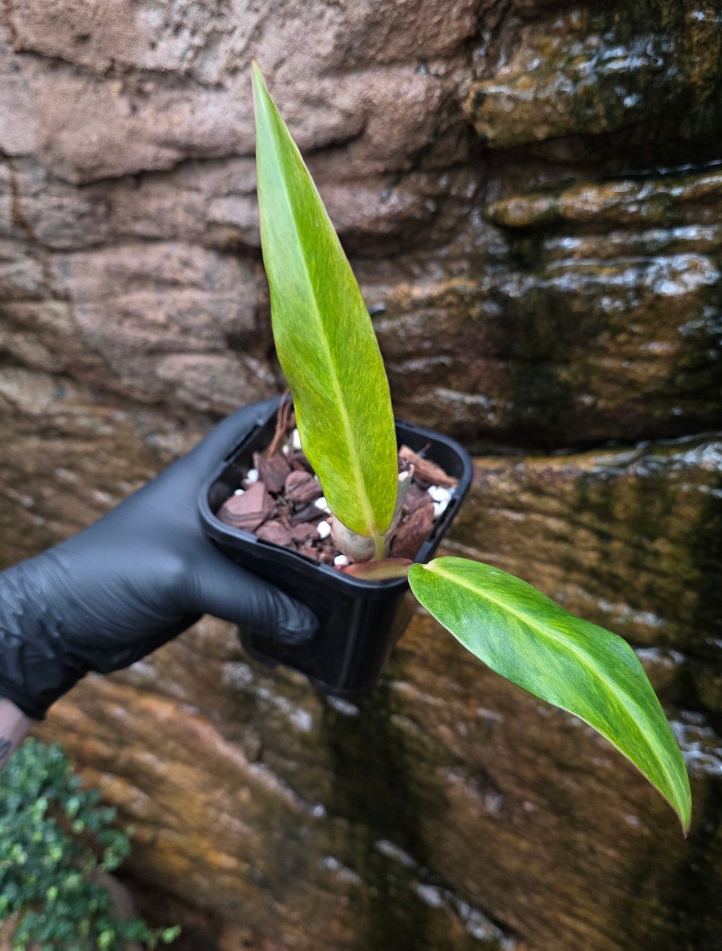 Philodendron Autumn Queen