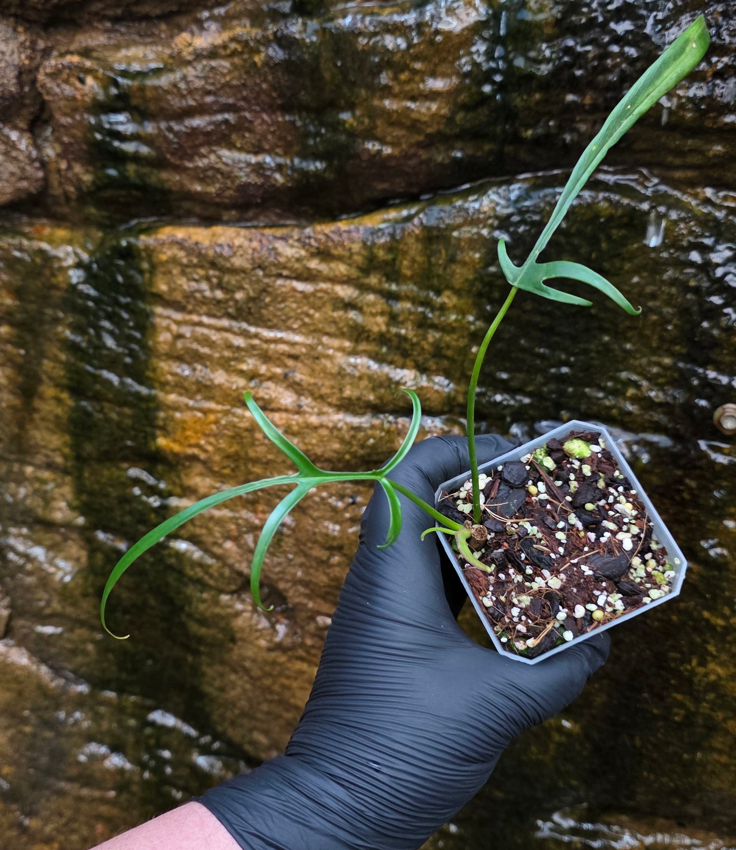 Philodendron Polypodioides