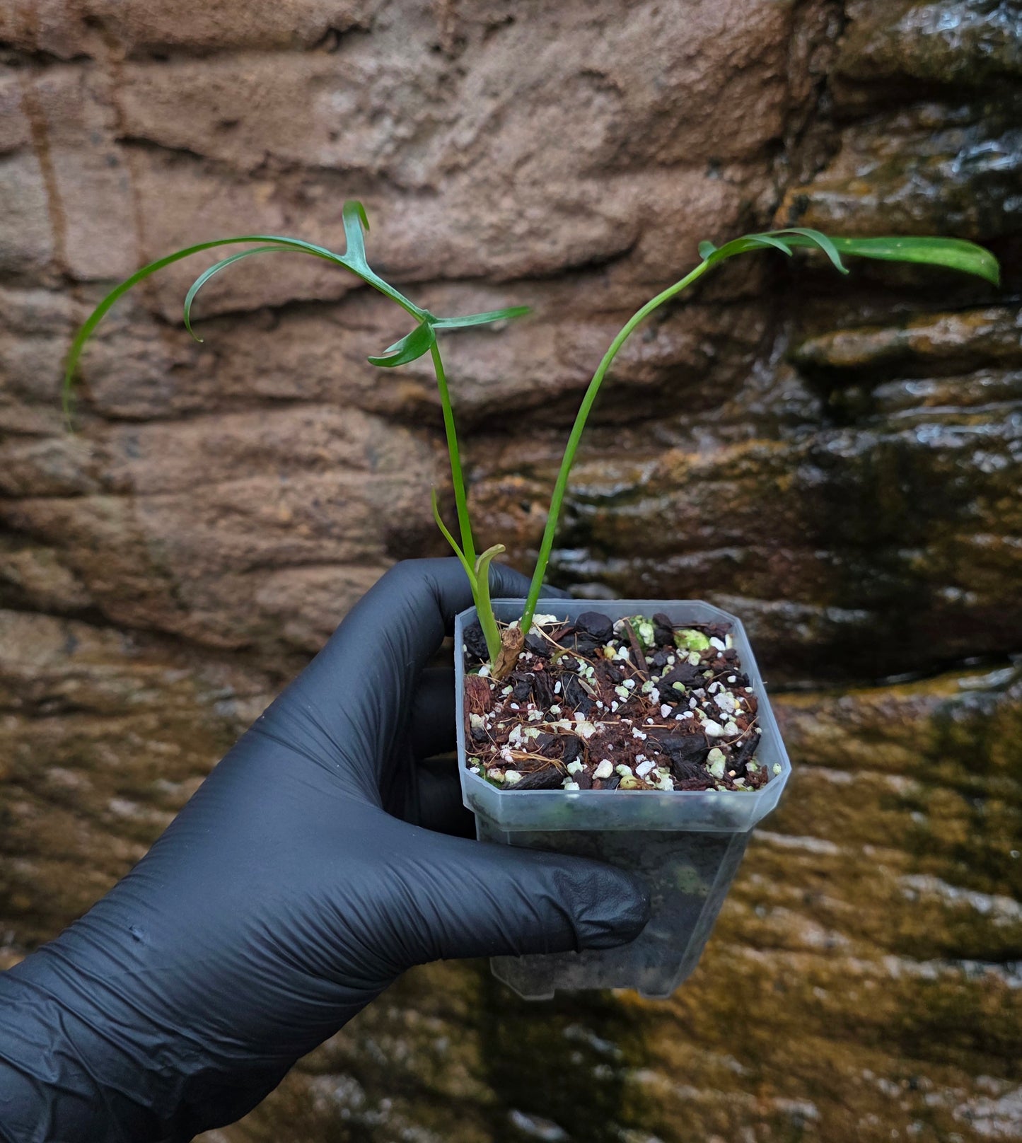 Philodendron Polypodioides