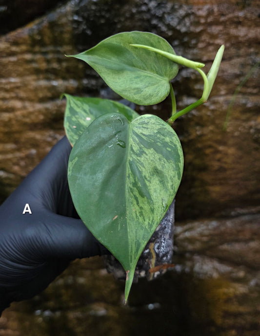 Variegated Philodendron Heart leaf