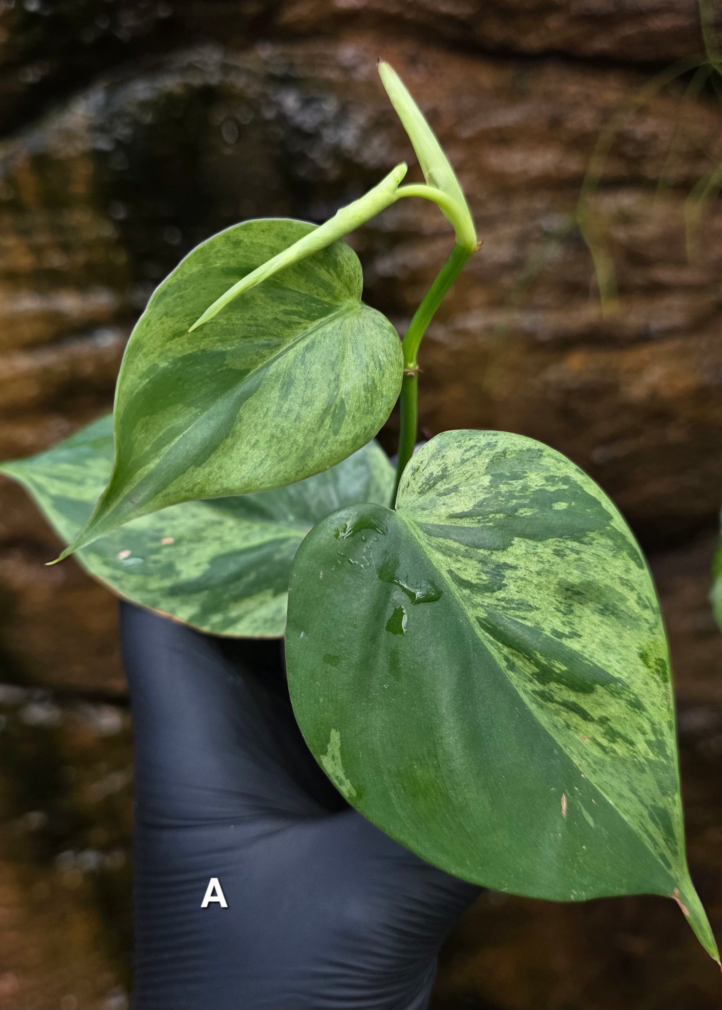 Variegated Philodendron Heart leaf
