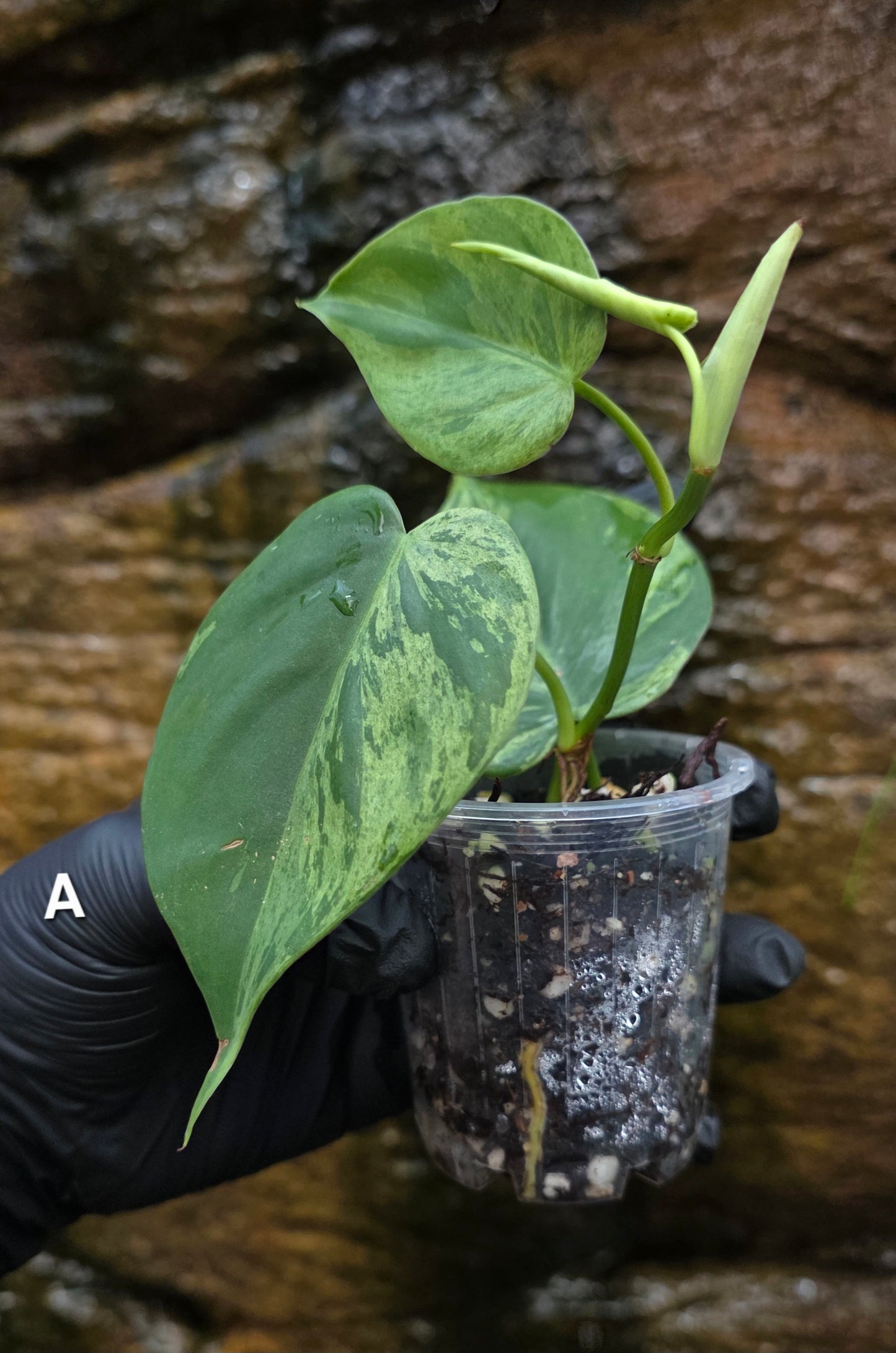 Variegated Philodendron Heart leaf