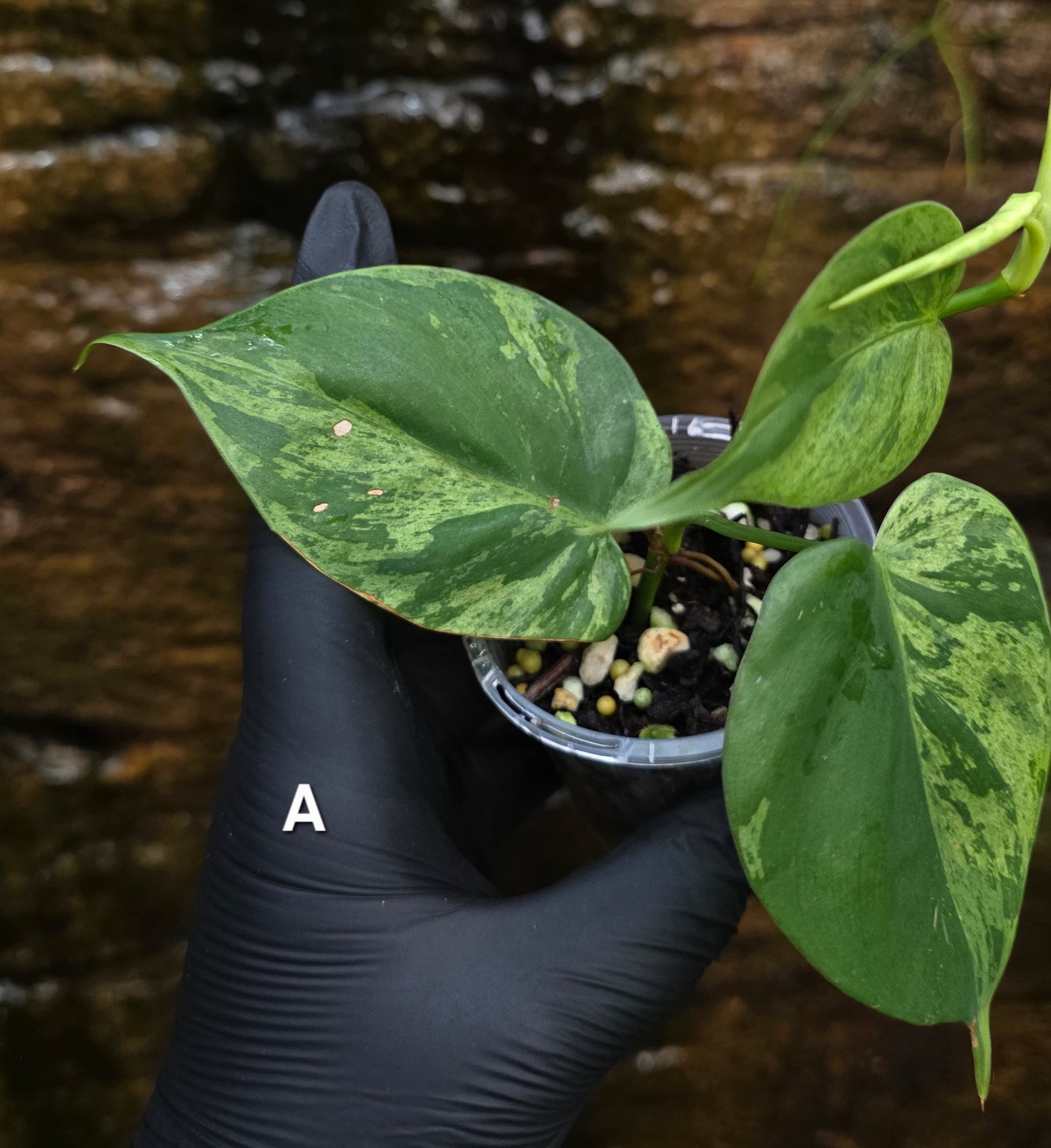 Variegated Philodendron Heart leaf