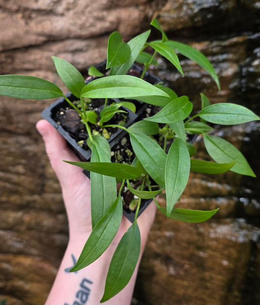 Anthurium bakerii