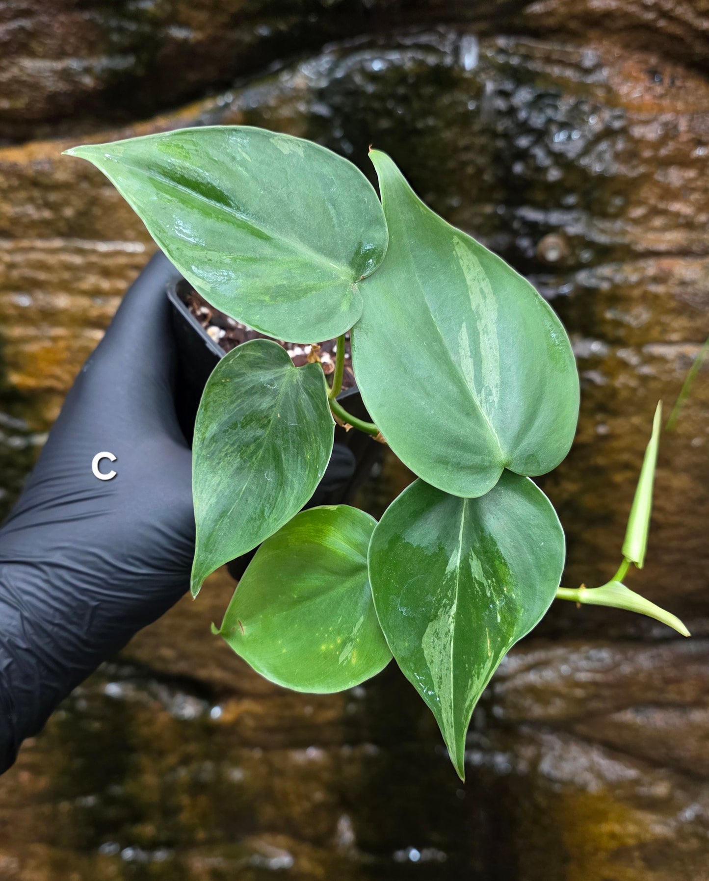 Variegated Philodendron Heart leaf
