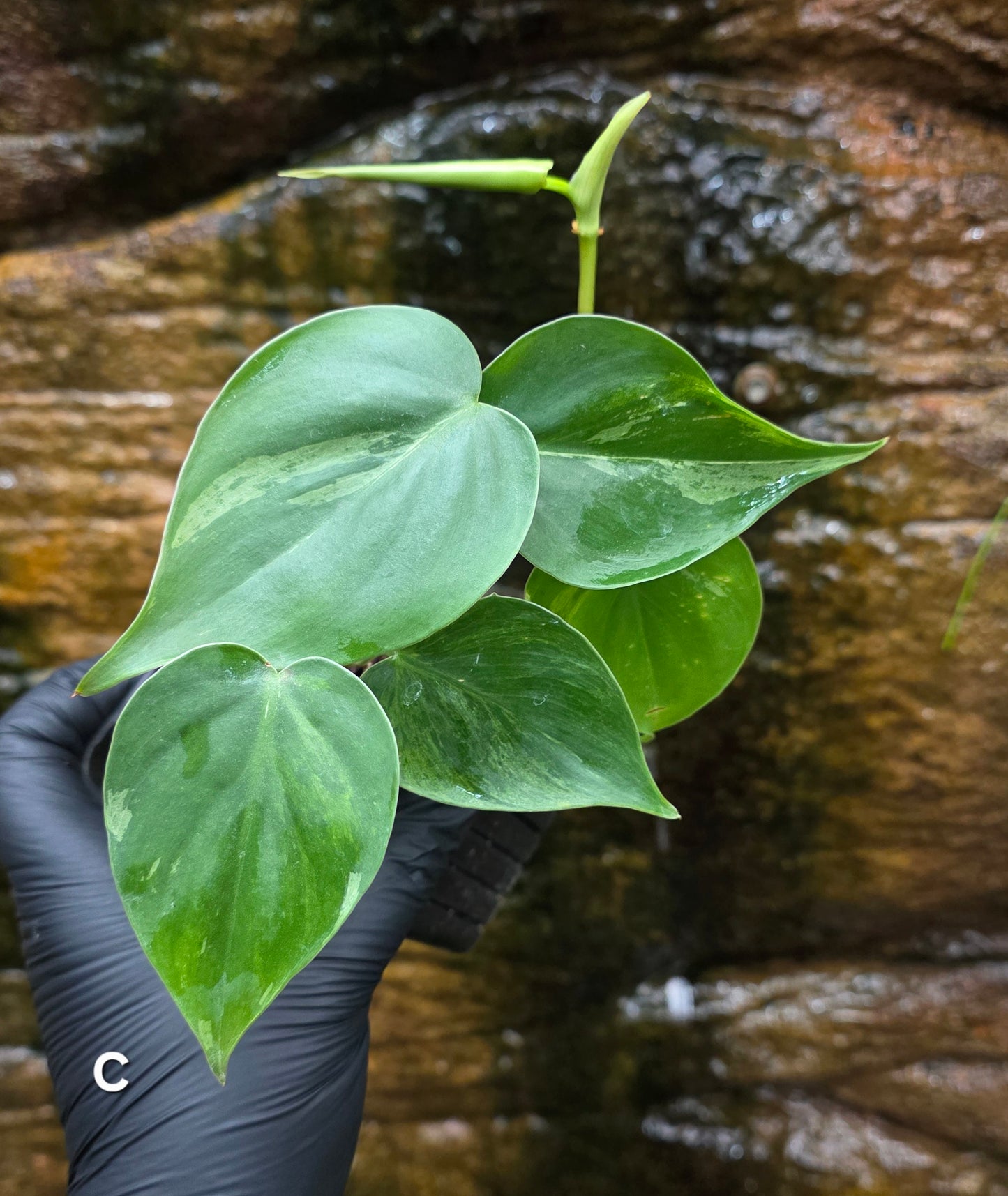 Variegated Philodendron Heart leaf