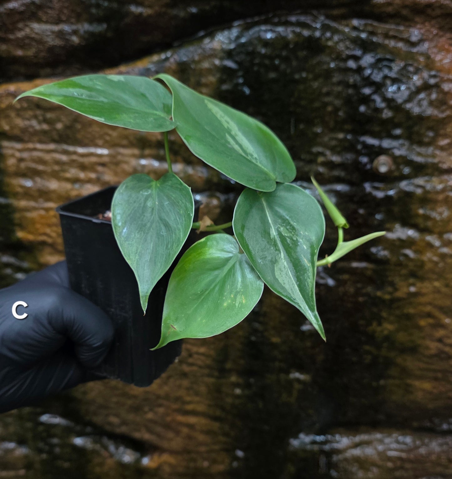 Variegated Philodendron Heart leaf