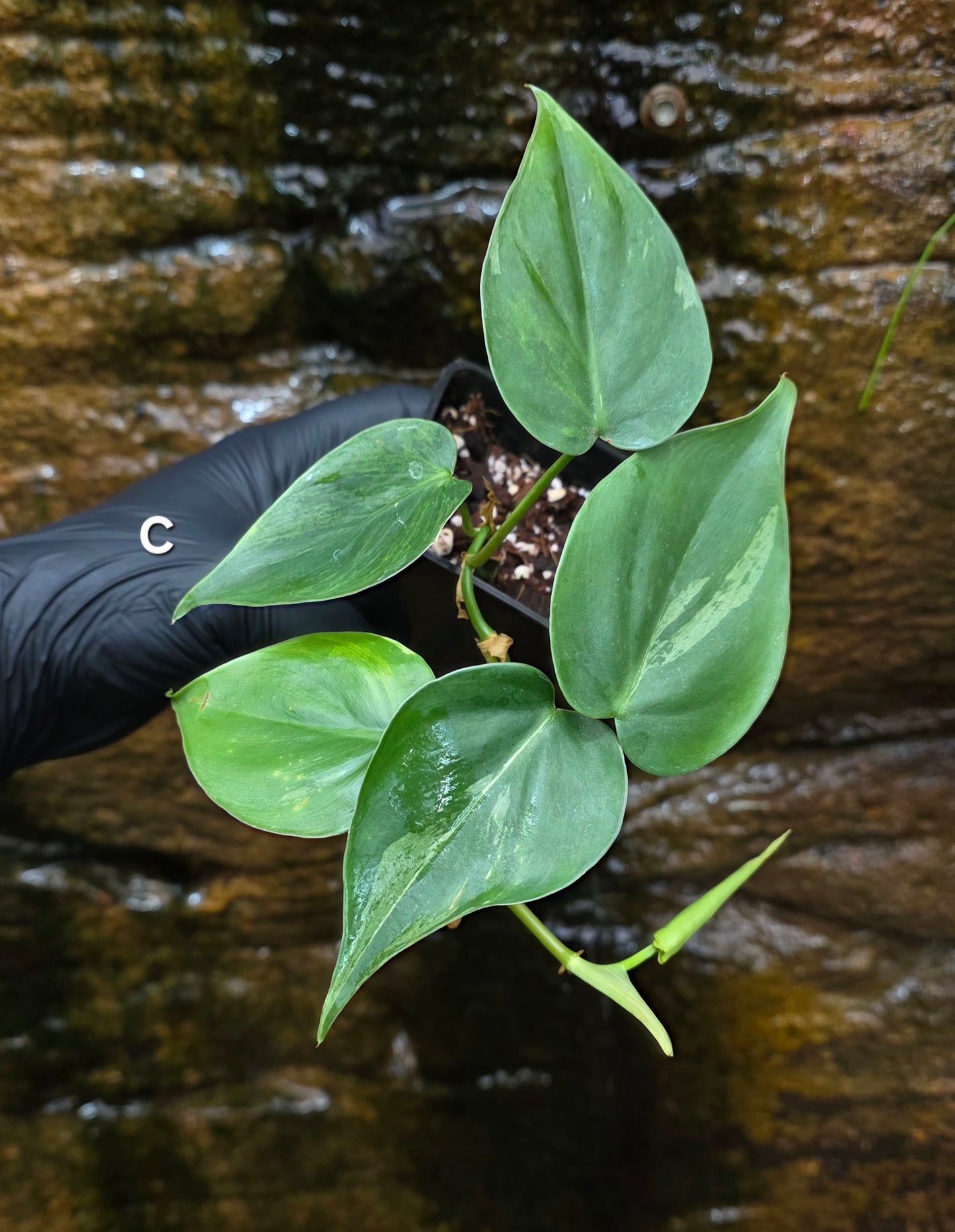 Variegated Philodendron Heart leaf