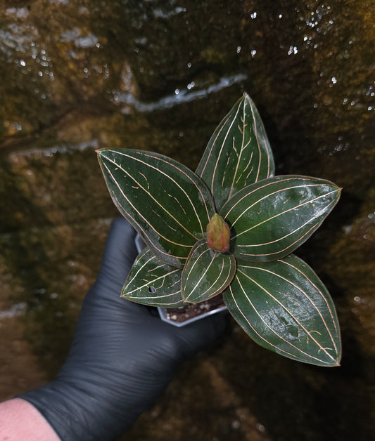 Ludisia Discolor Jewel Orchid