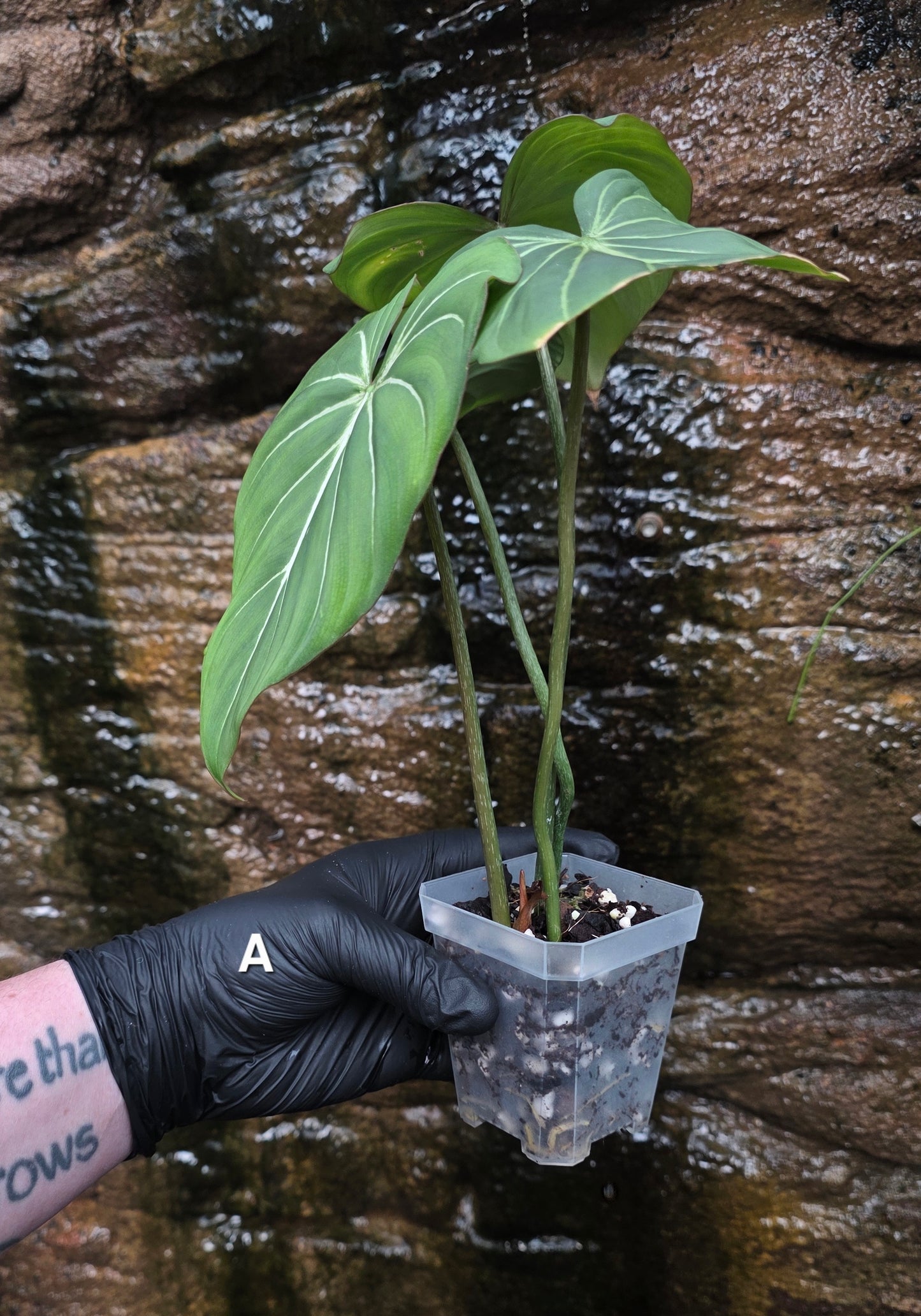 Philodendron Gloriosum "White Veins"