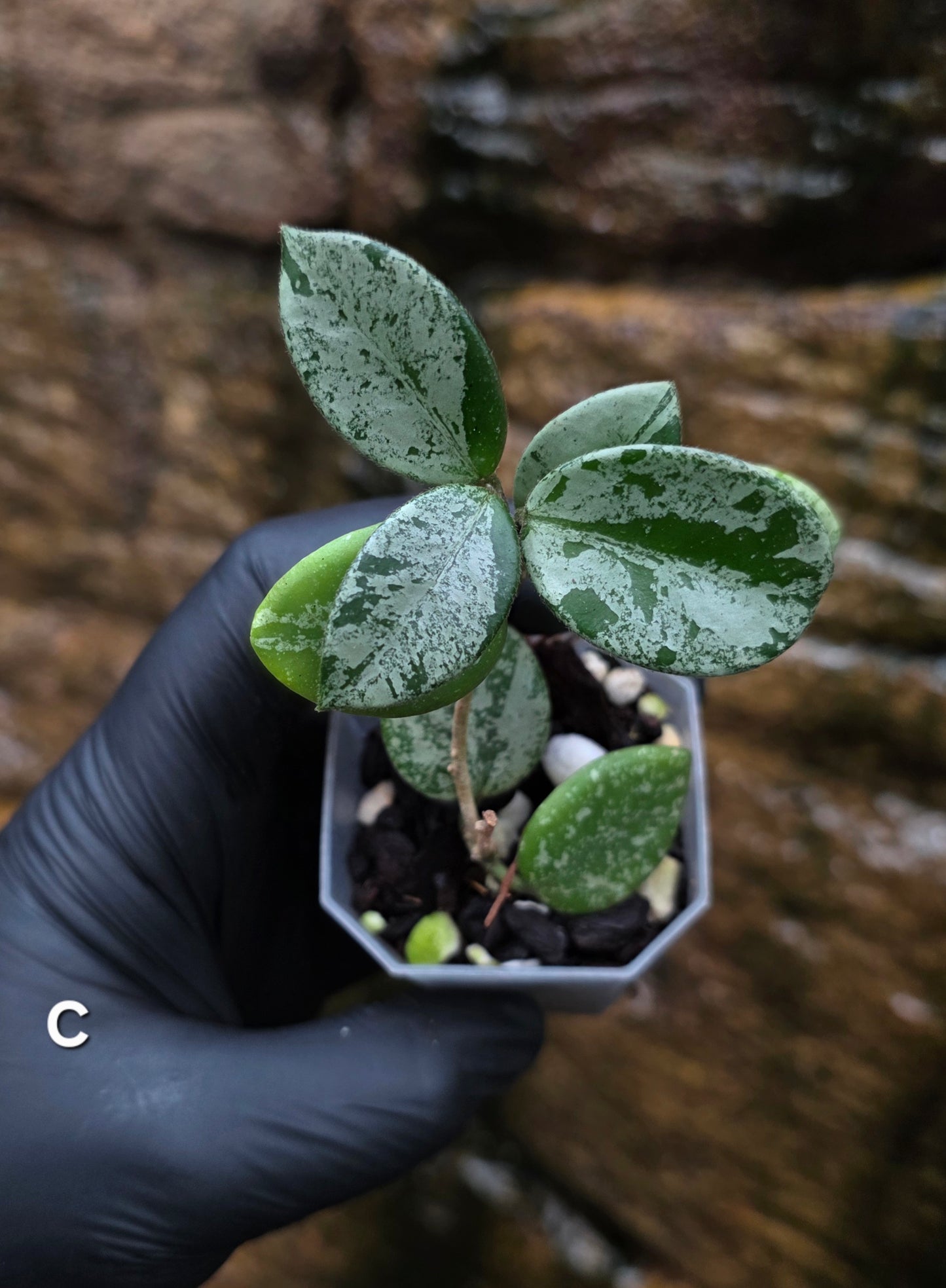 Hoya Mathilde Splash