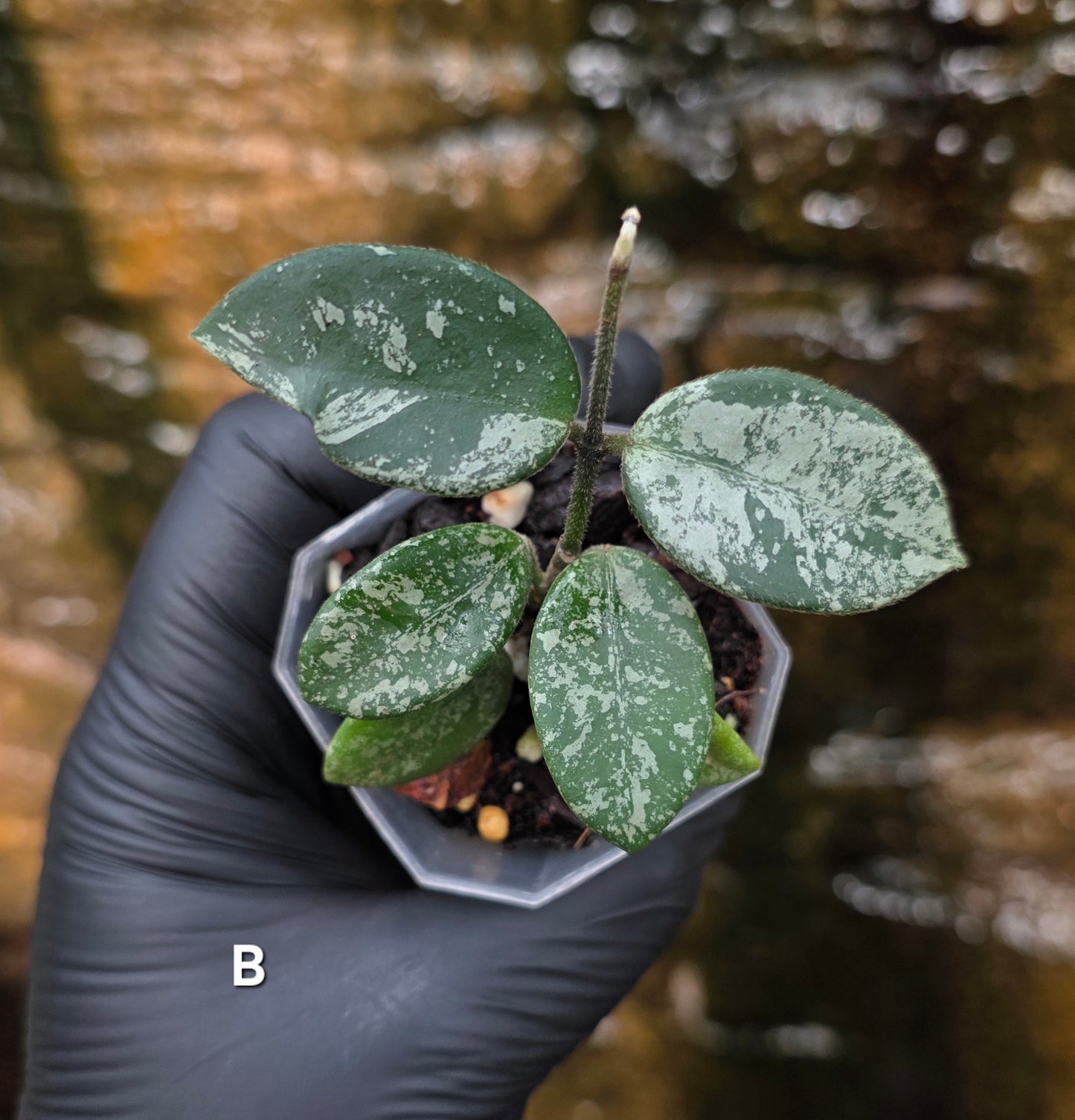 Hoya Mathilde Splash