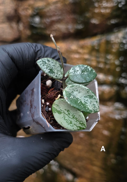 Hoya Mathilde Splash