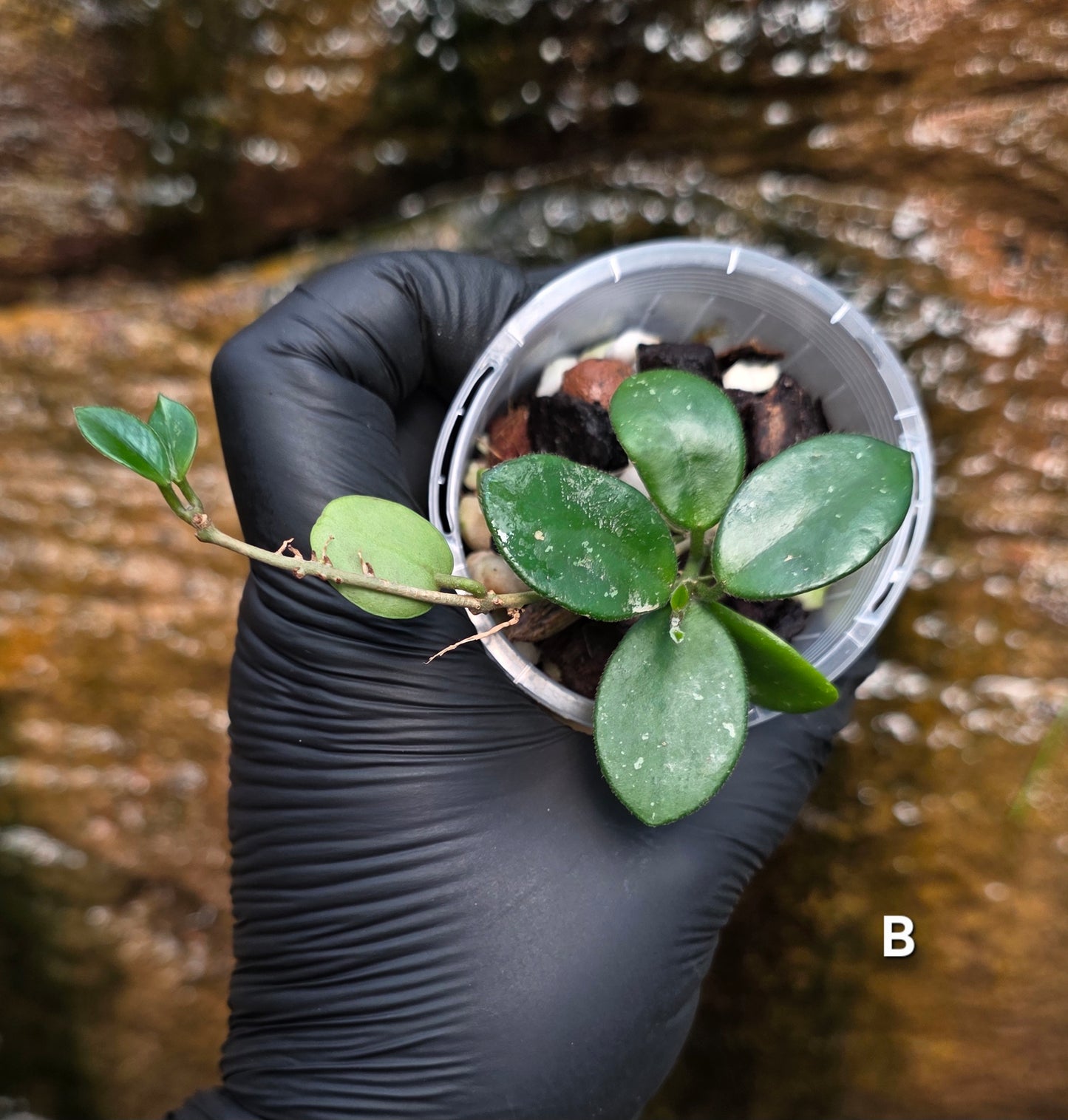 Hoya Mathilde