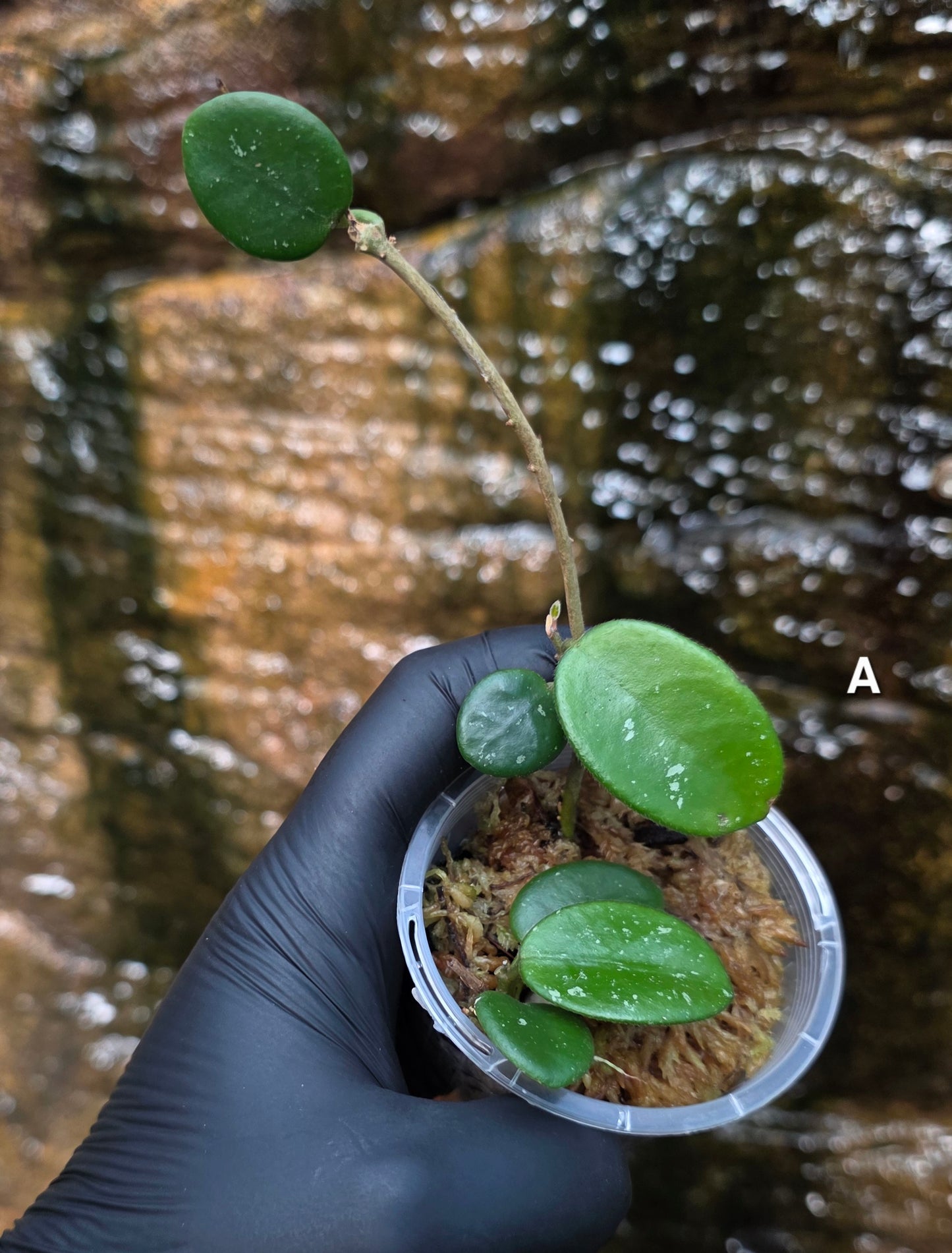 Hoya Mathilde