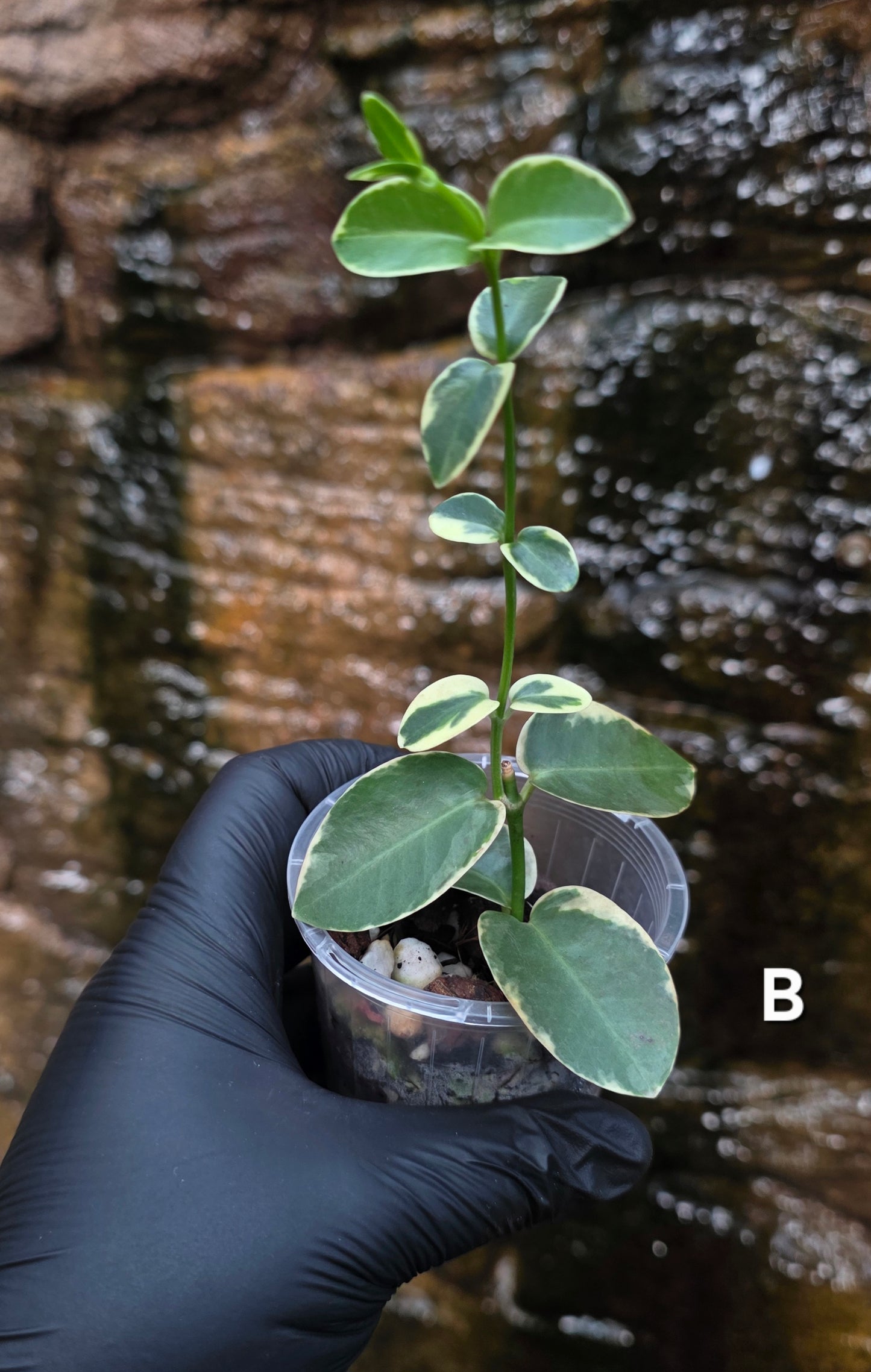Variegated Hoya cumingiana