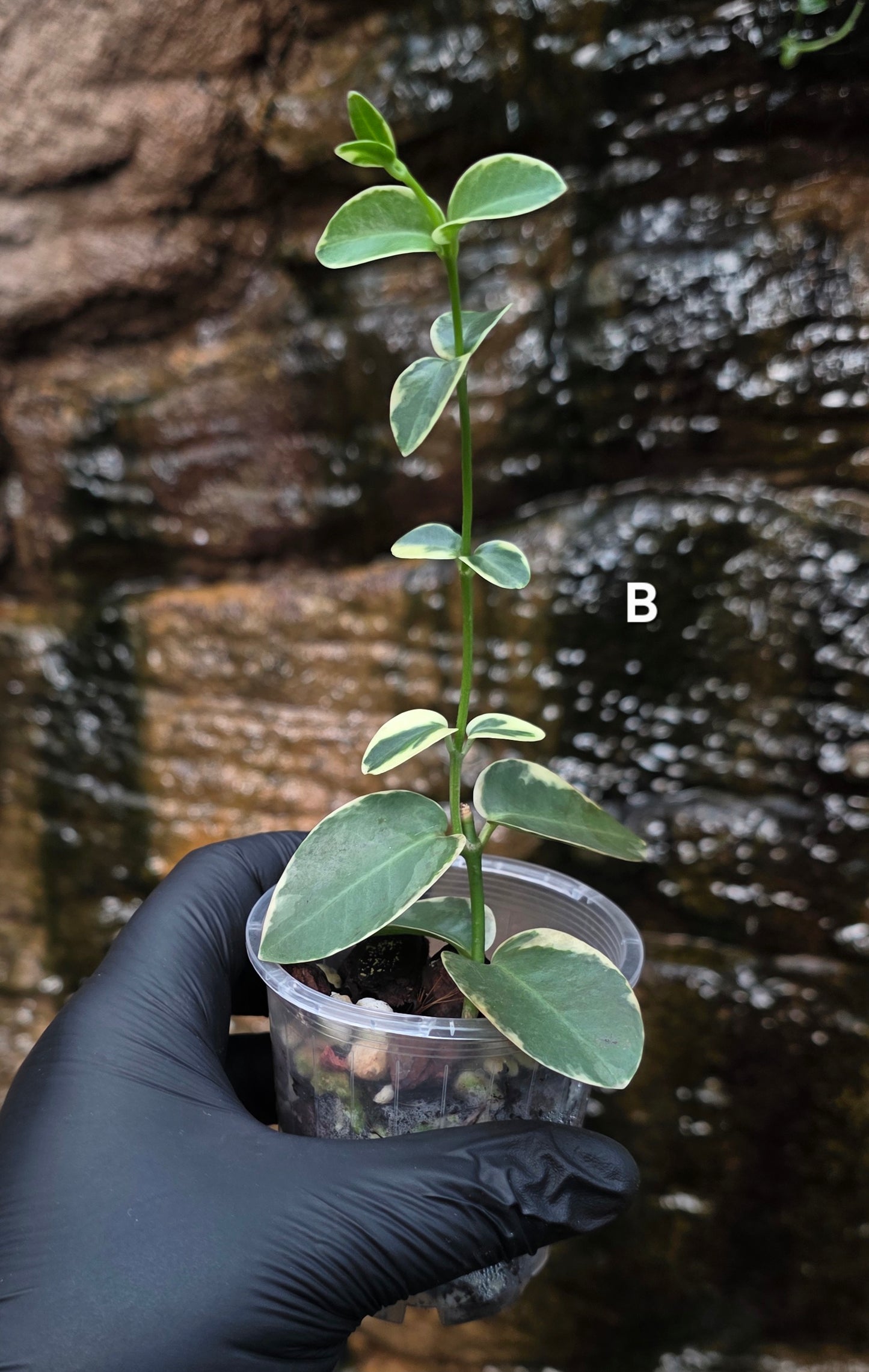 Variegated Hoya cumingiana