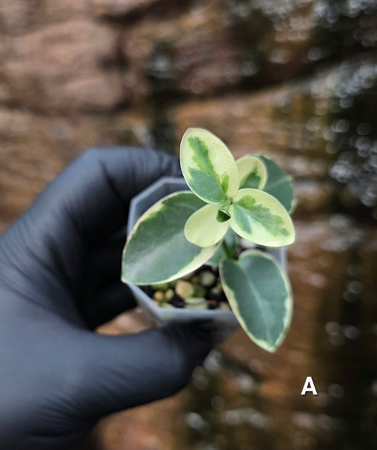 Variegated Hoya cumingiana