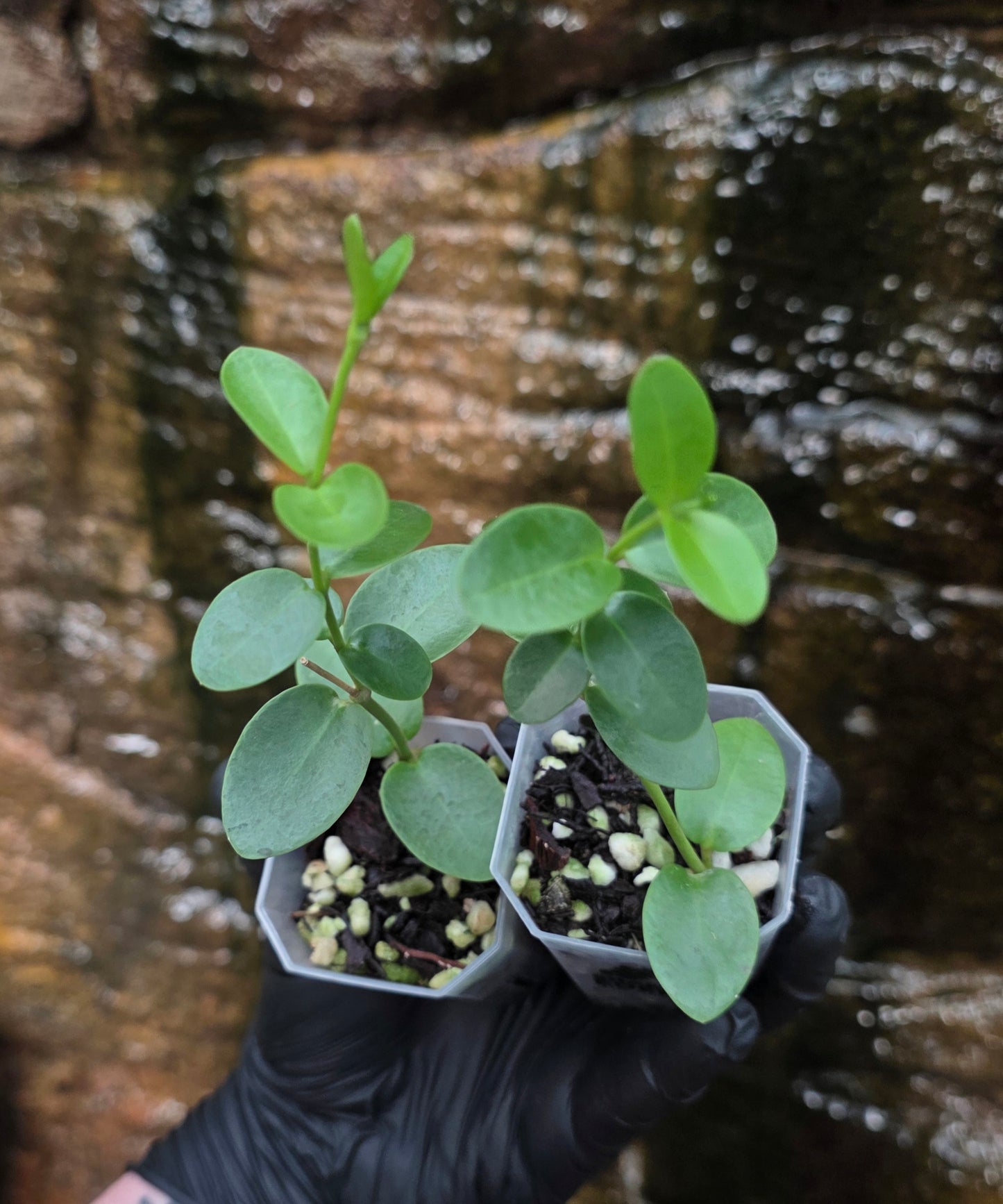 Hoya cumingiana