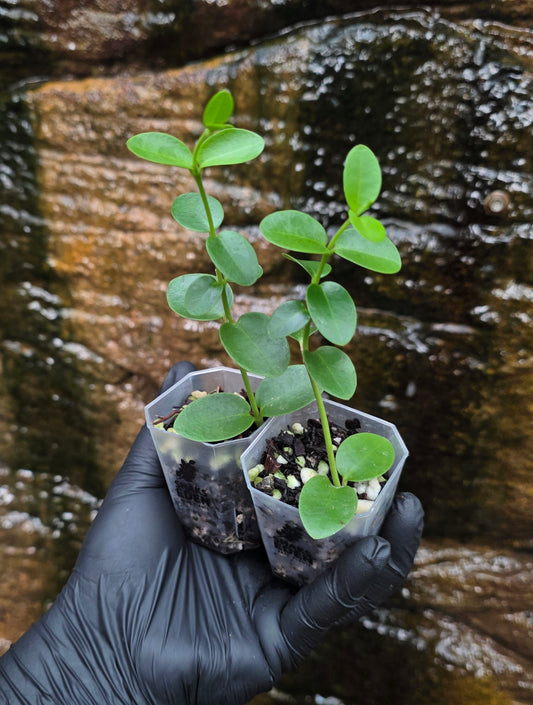 Hoya cumingiana