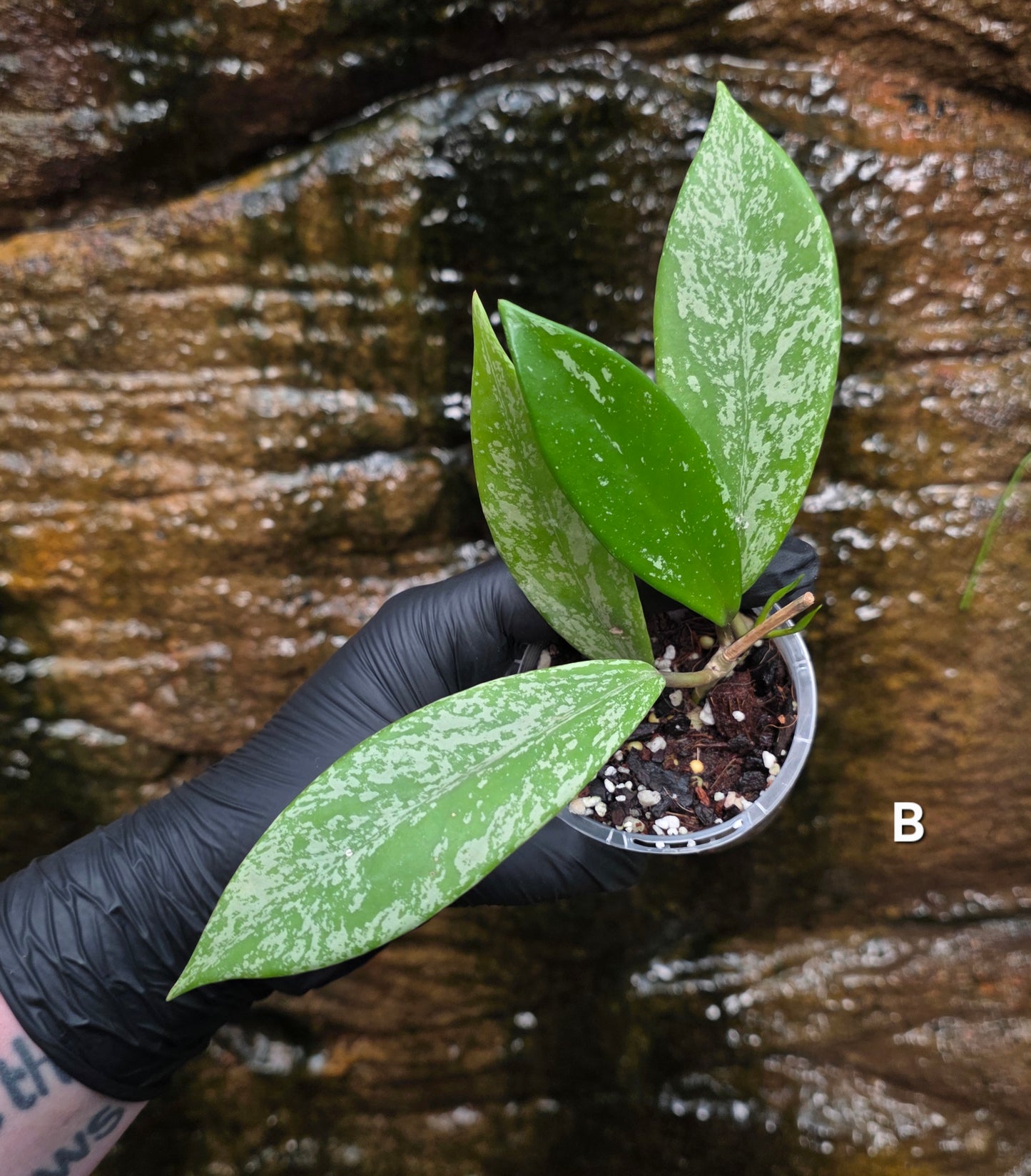 Hoya Pubicalyx Splash