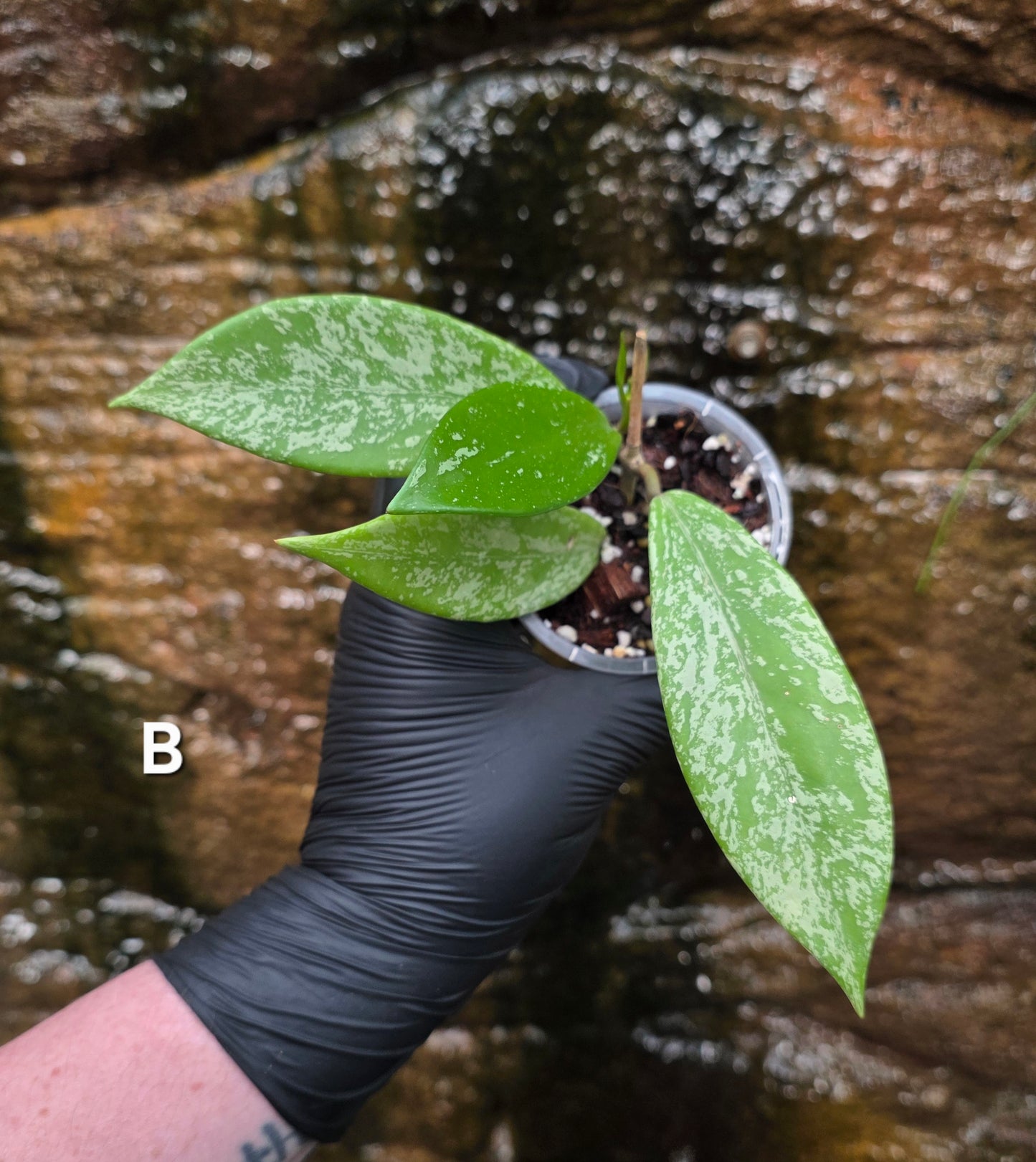 Hoya Pubicalyx Splash