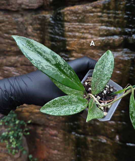 Hoya Pubicalyx Splash