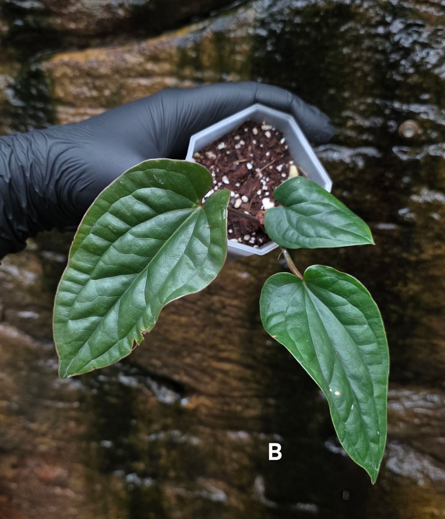 Anthurium Luxurians x Radicans