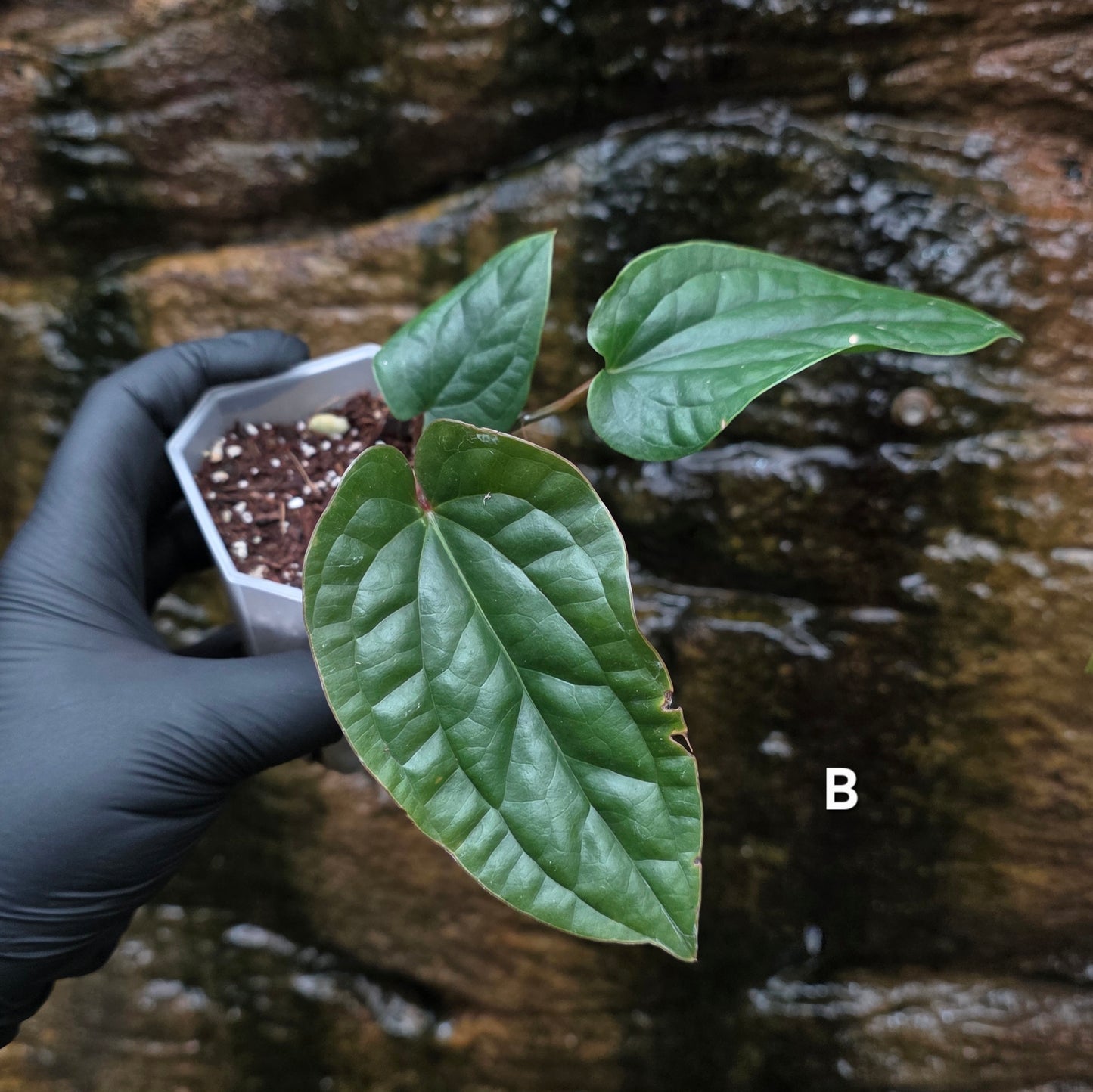 Anthurium Luxurians x Radicans