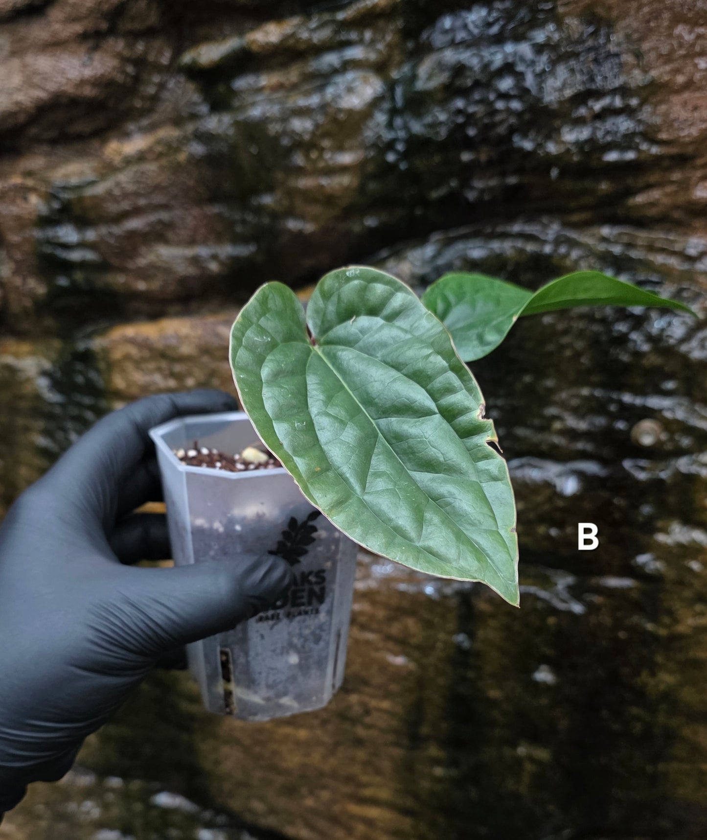 Anthurium Luxurians x Radicans