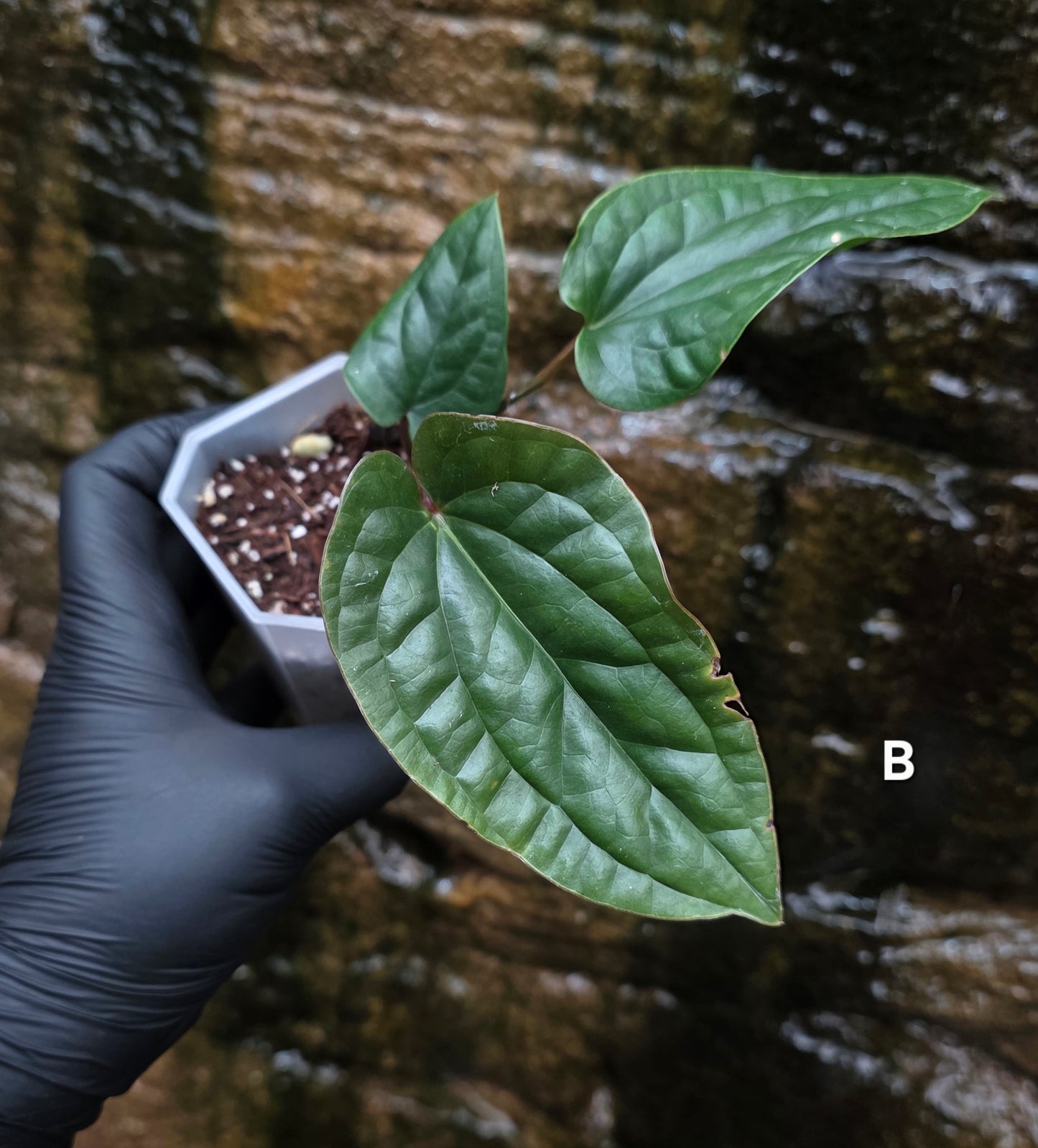 Anthurium Luxurians x Radicans