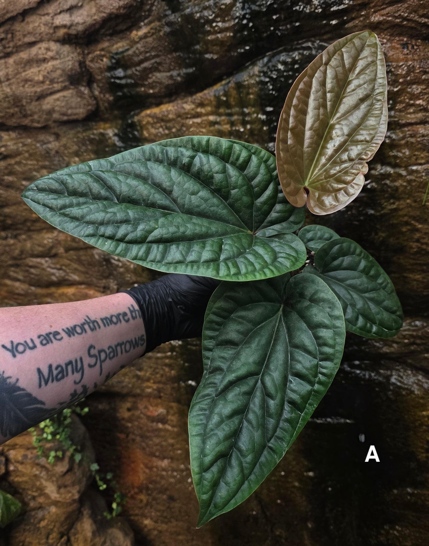 Anthurium Luxurians x Radicans