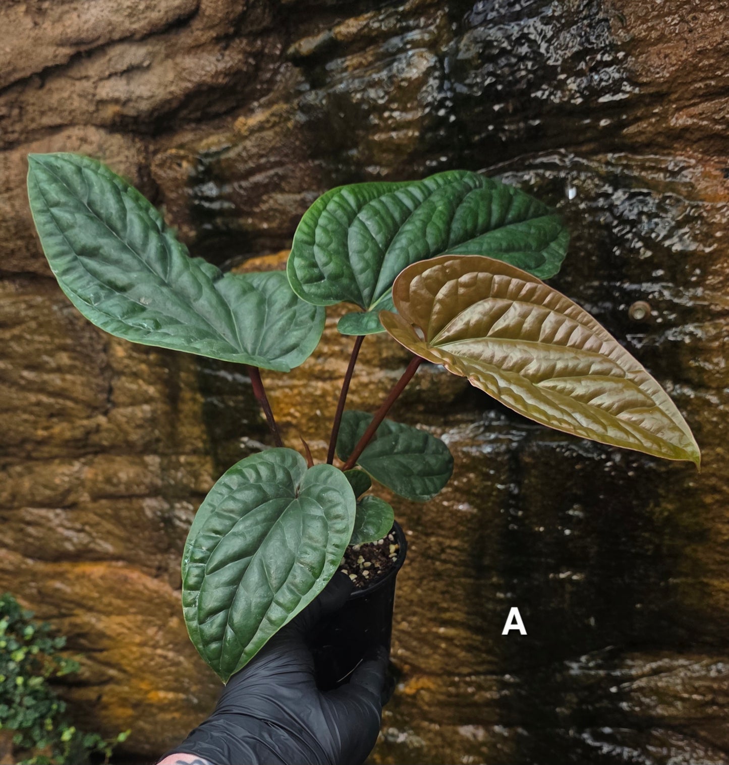 Anthurium Luxurians x Radicans