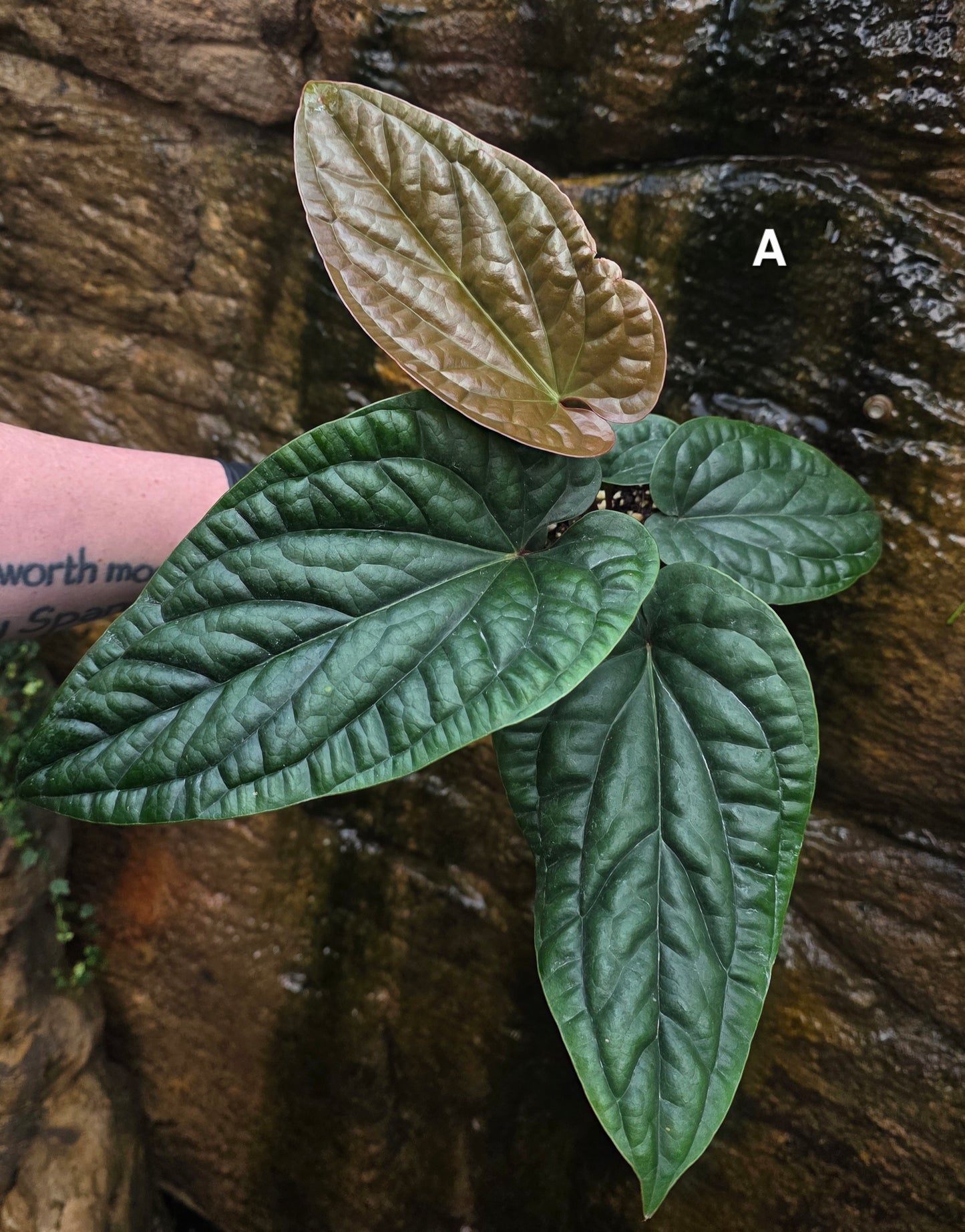 Anthurium Luxurians x Radicans