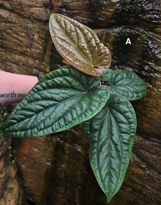 Anthurium Luxurians x Radicans