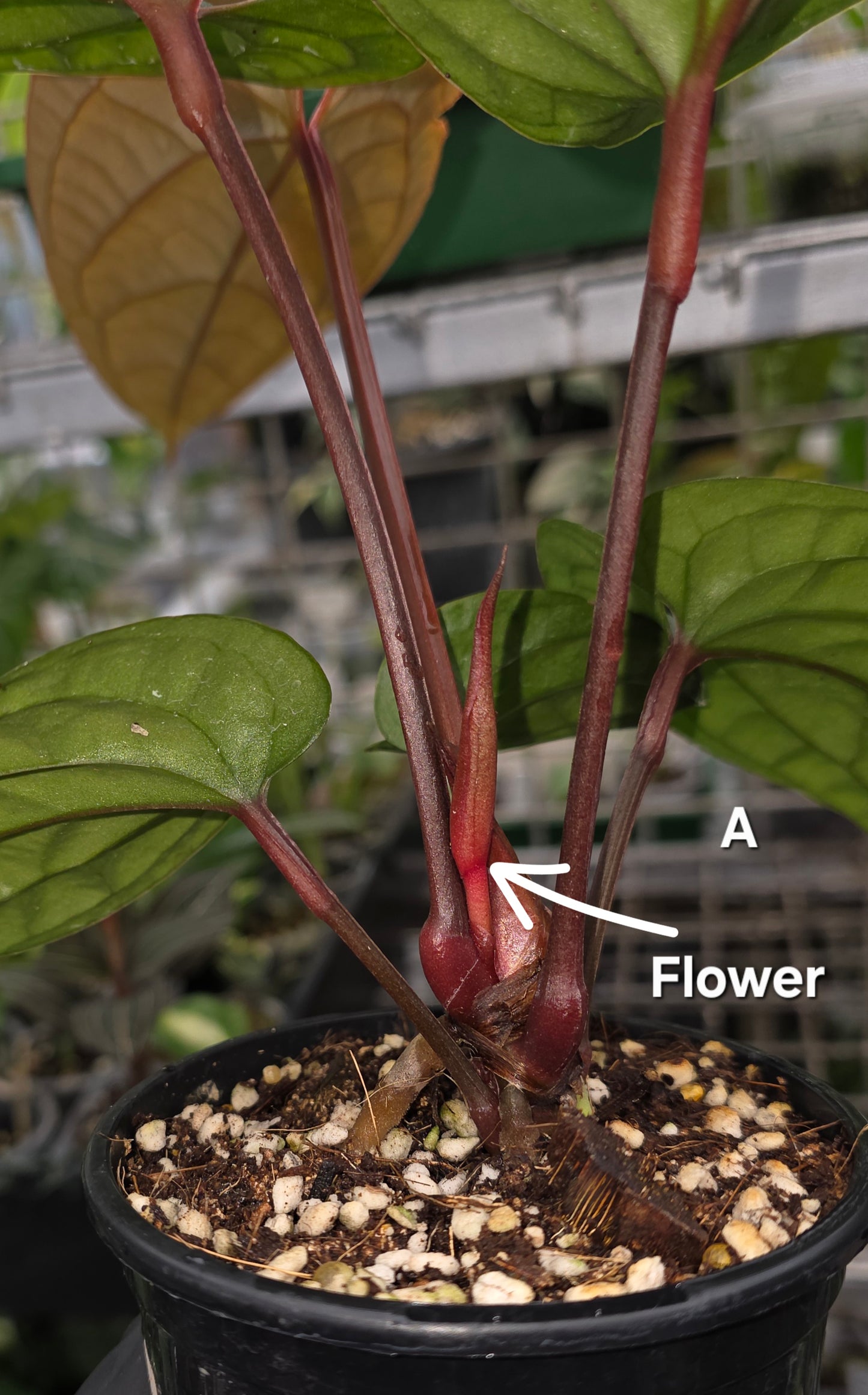 Anthurium Luxurians x Radicans