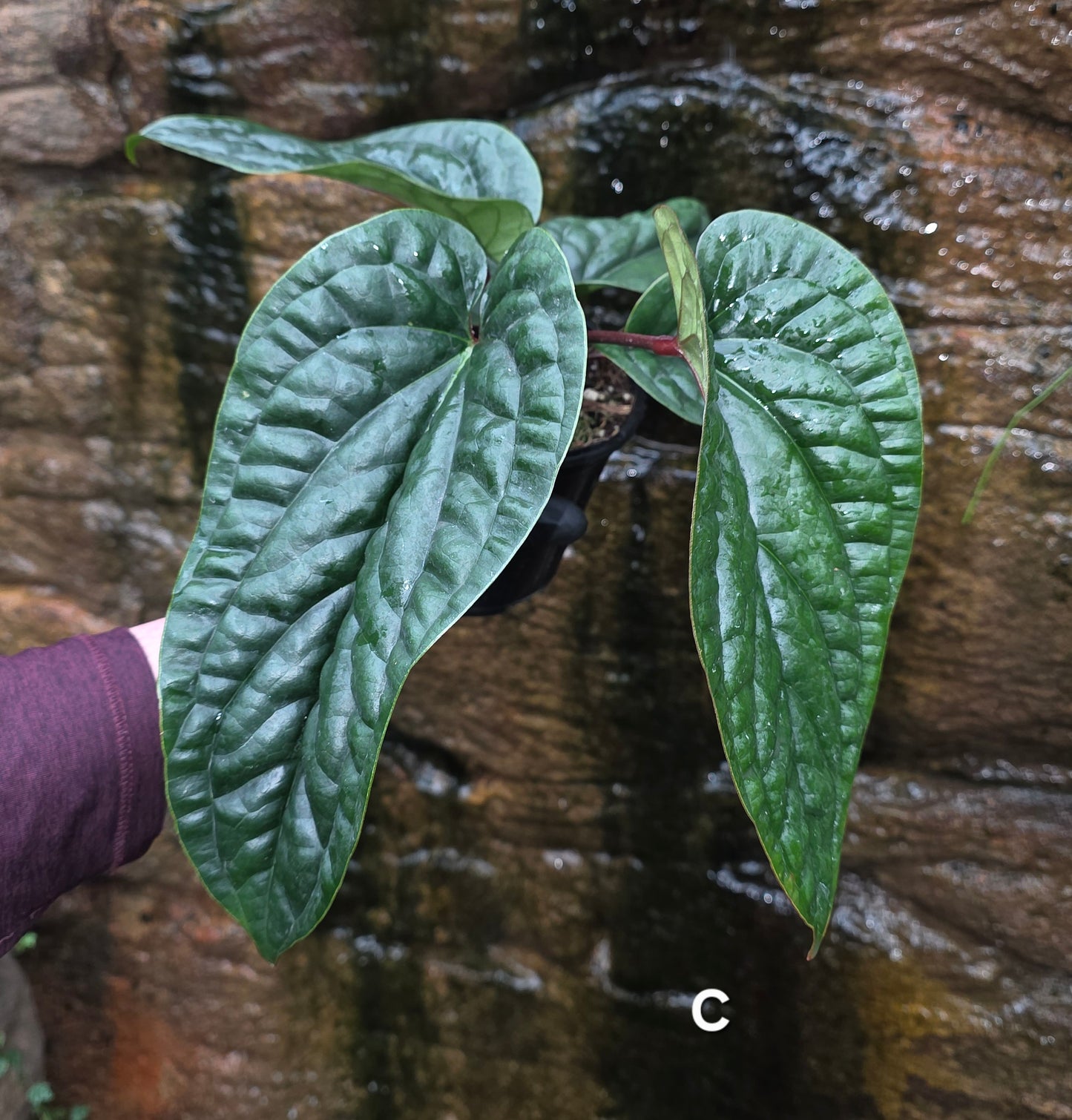 Anthurium Luxurians x Radicans