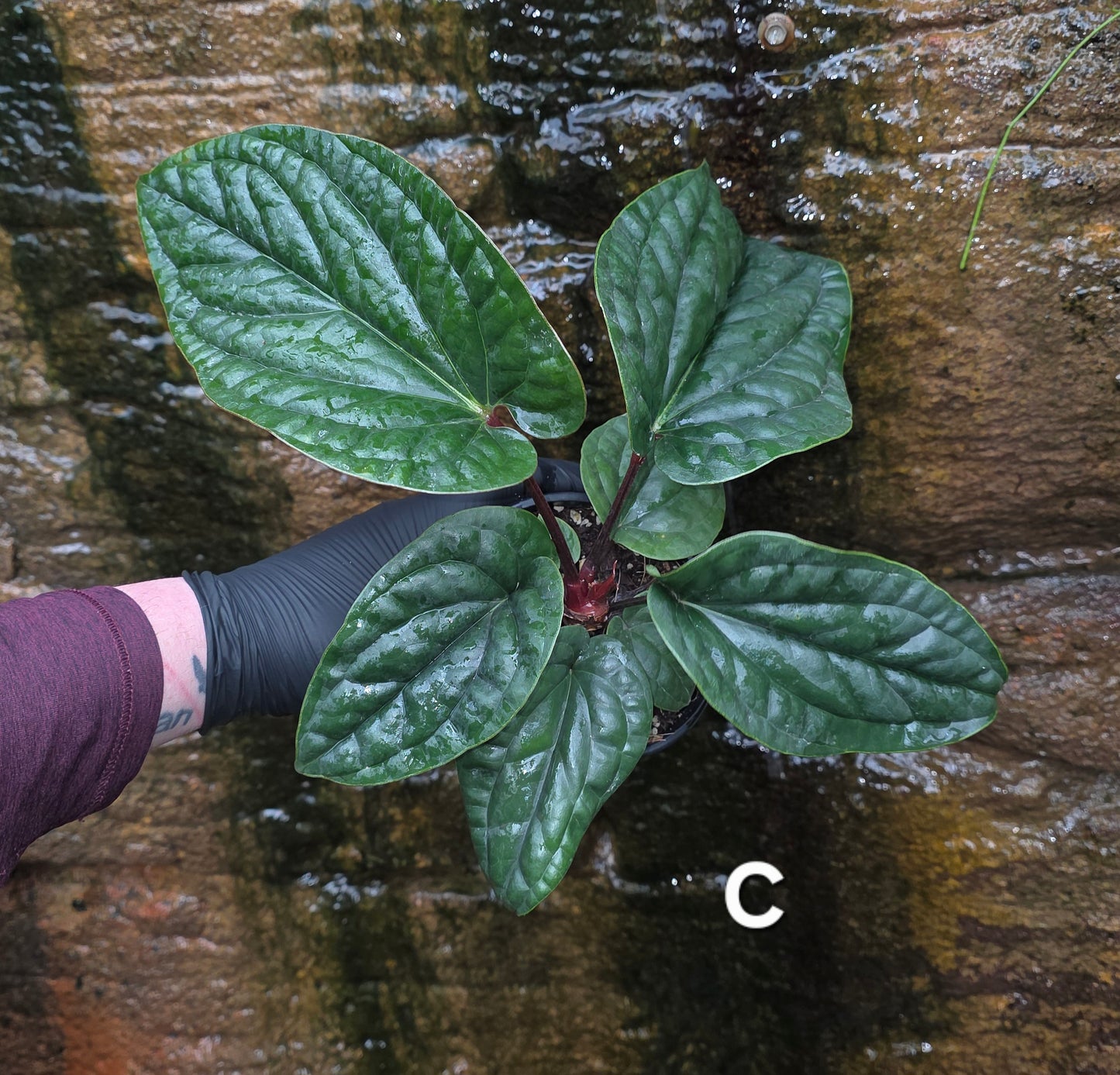 Anthurium Luxurians x Radicans