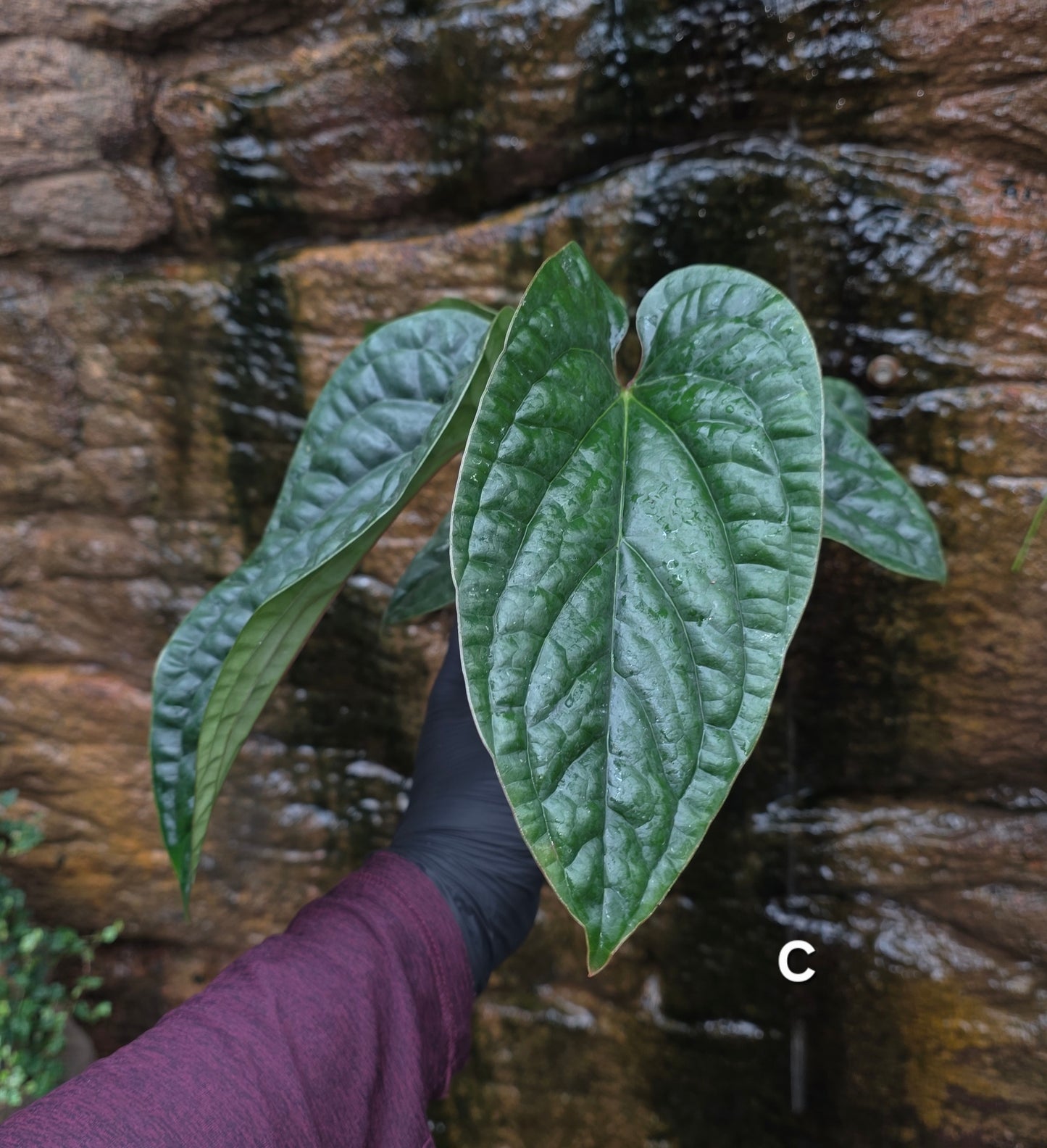 Anthurium Luxurians x Radicans