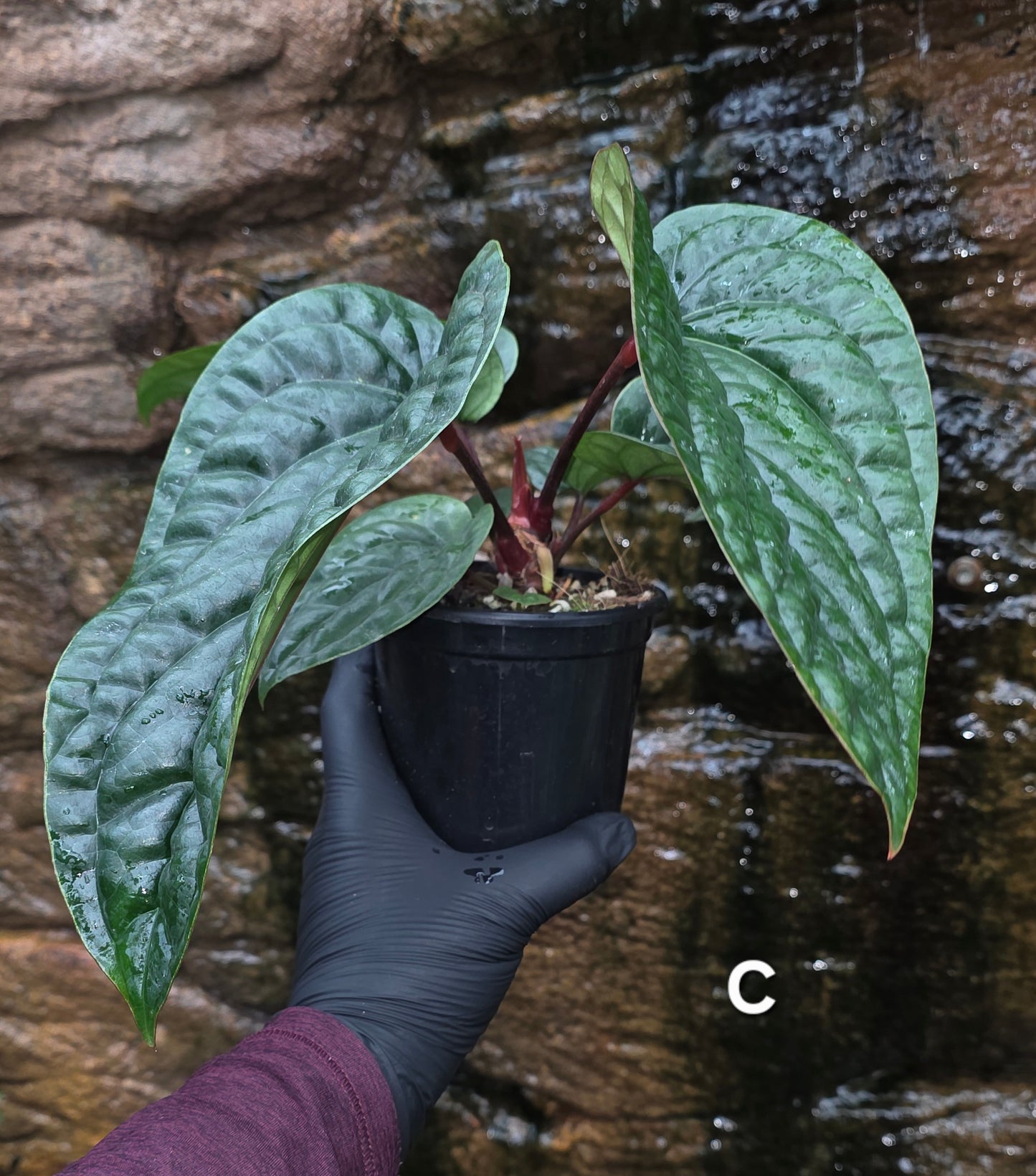 Anthurium Luxurians x Radicans