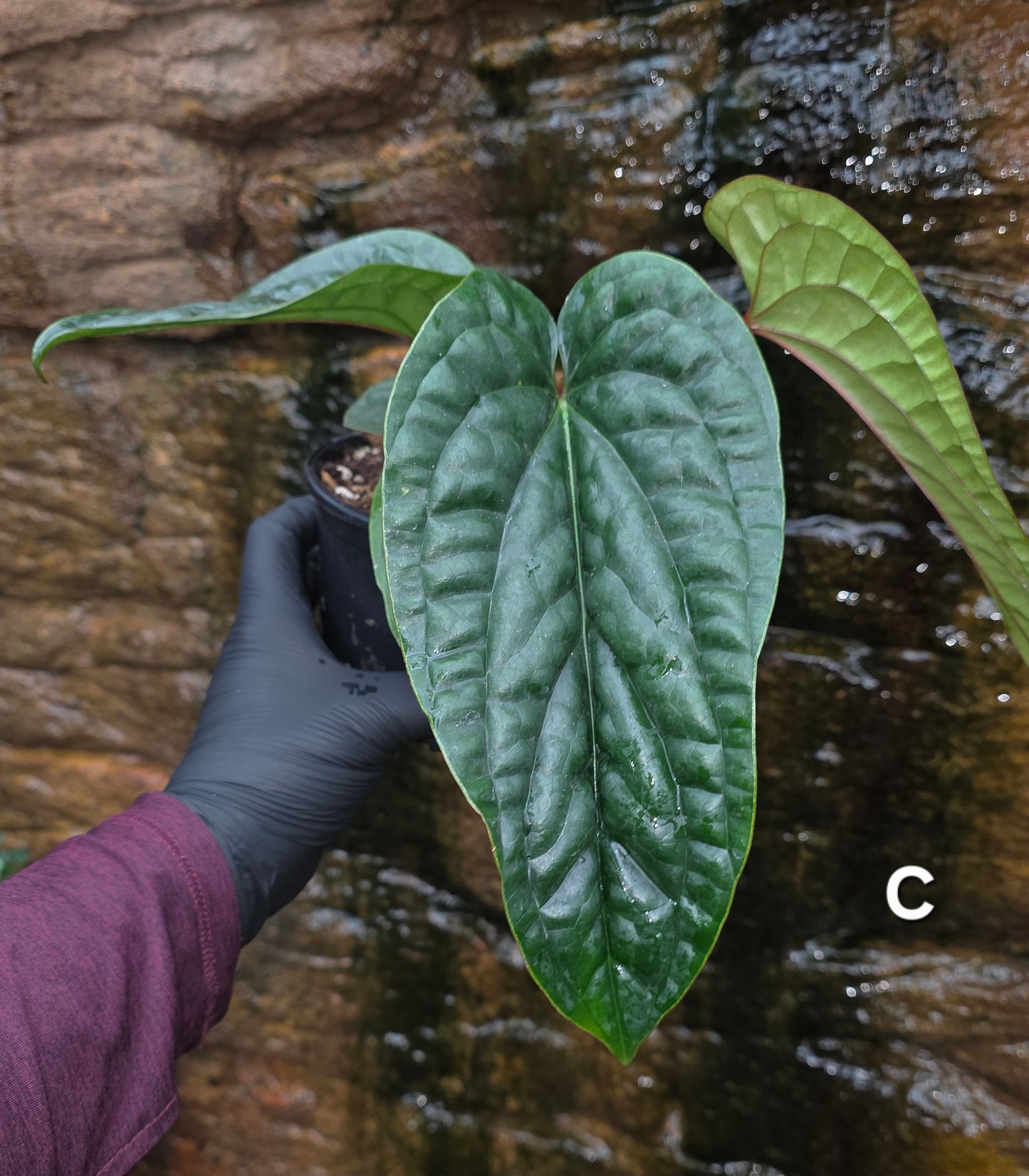 Anthurium Luxurians x Radicans