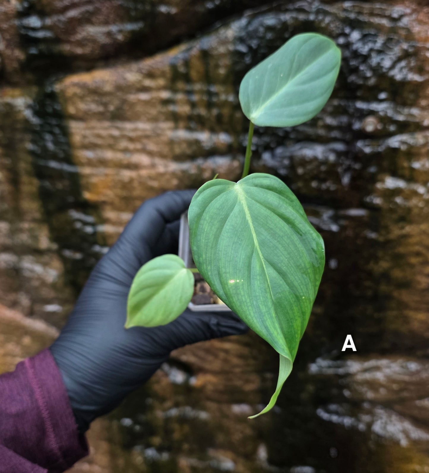 NEW HYBRID* Philodendron Dean McDowell x Glorious