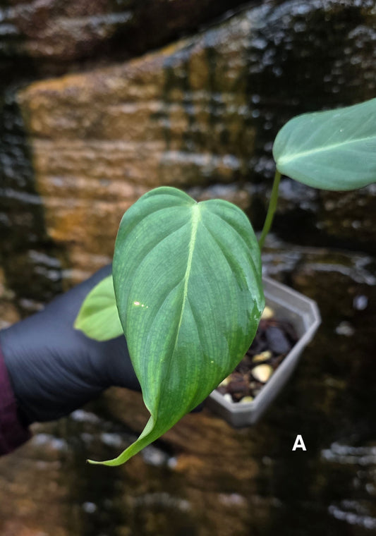 NEW HYBRID* Philodendron Dean McDowell x Glorious