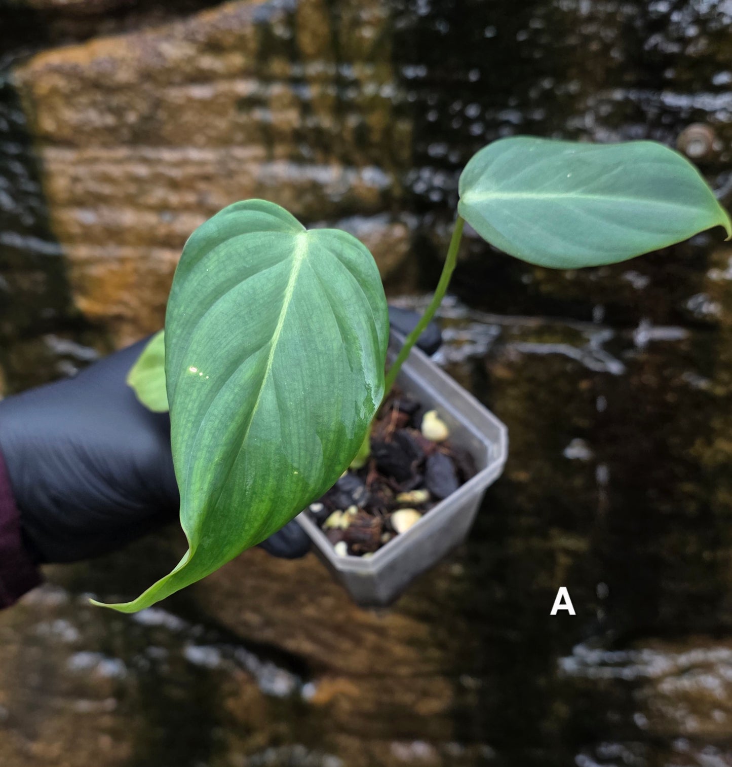 NEW HYBRID* Philodendron Dean McDowell x Glorious