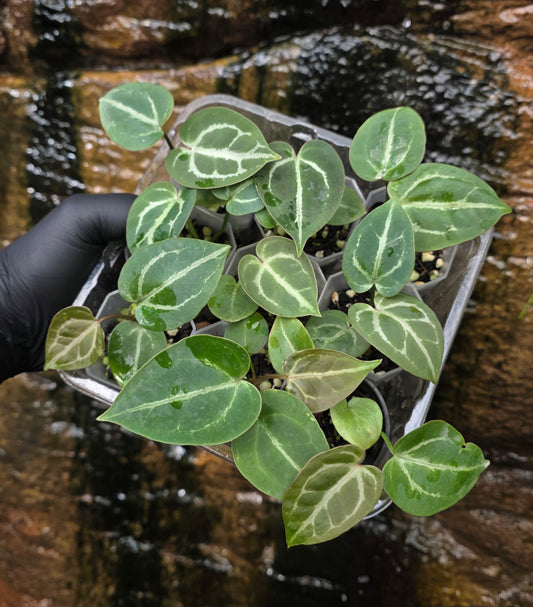 Anthurium Dark Crystallinum hybrid seedlings