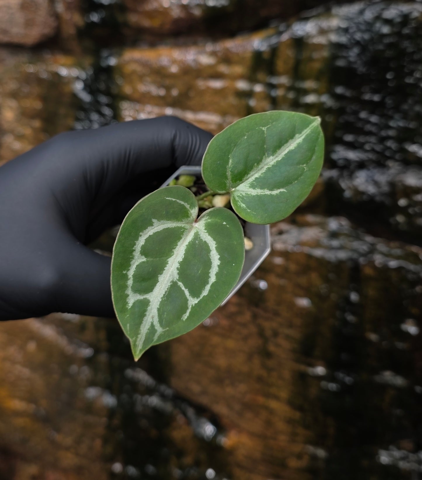 Anthurium Dark Crystallinum hybrid seedlings