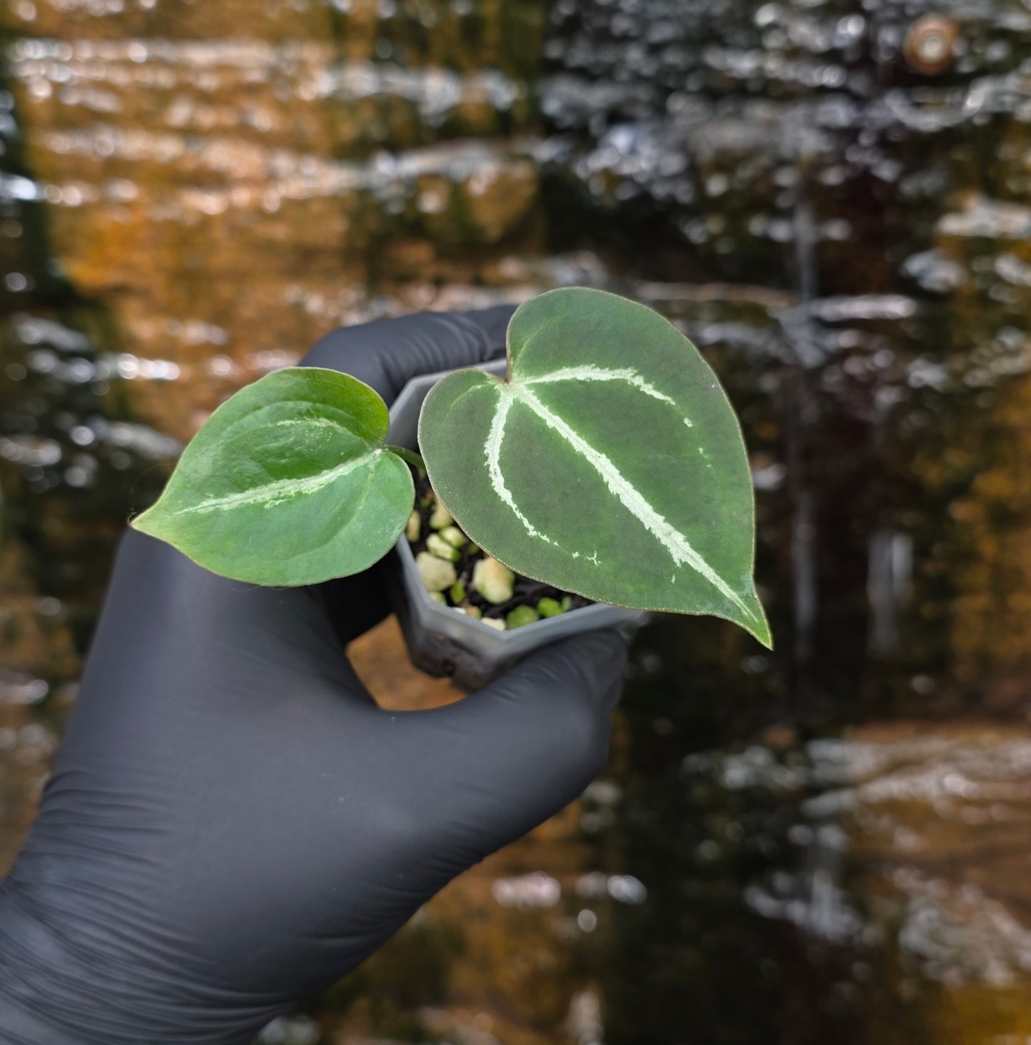 Anthurium Dark Crystallinum hybrid seedlings