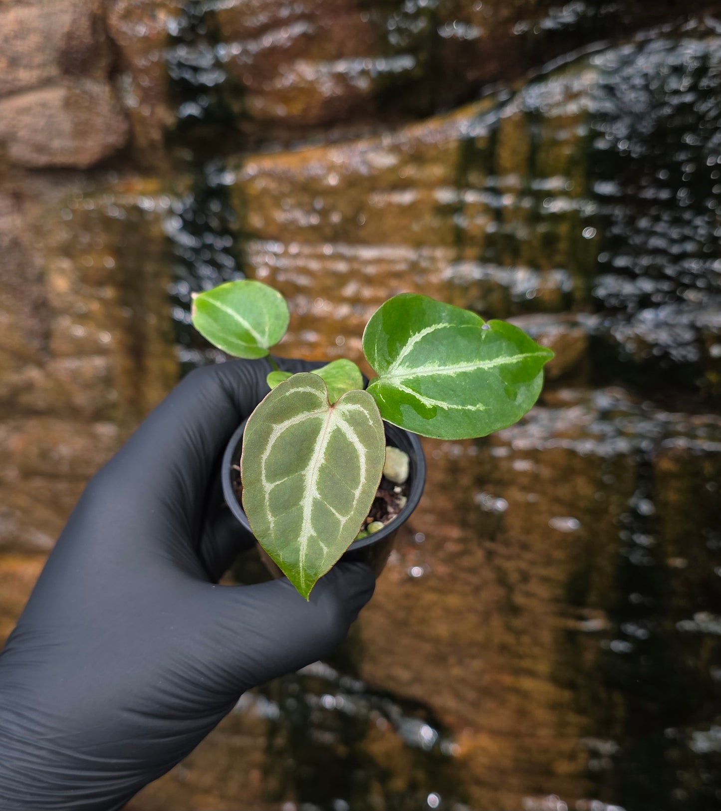 Anthurium Dark Crystallinum hybrid seedlings