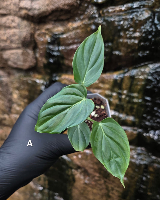 NEW RELEASE AS OF 16/06/25 Philodendron Verrucosum x Majestic