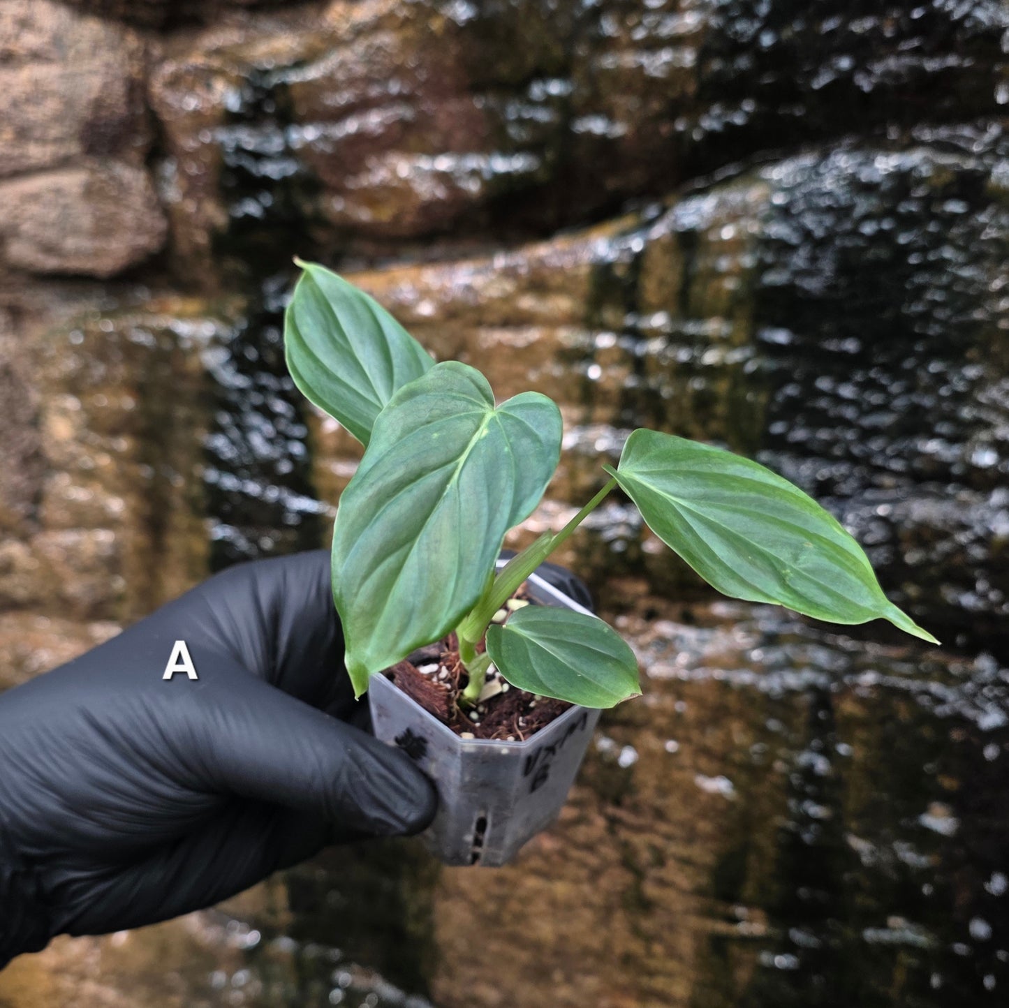 NEW RELEASE AS OF 16/06/25 Philodendron Verrucosum x Majestic